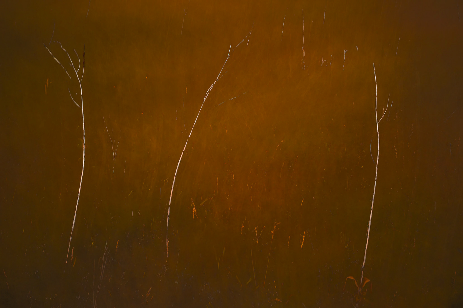 Fallow Field