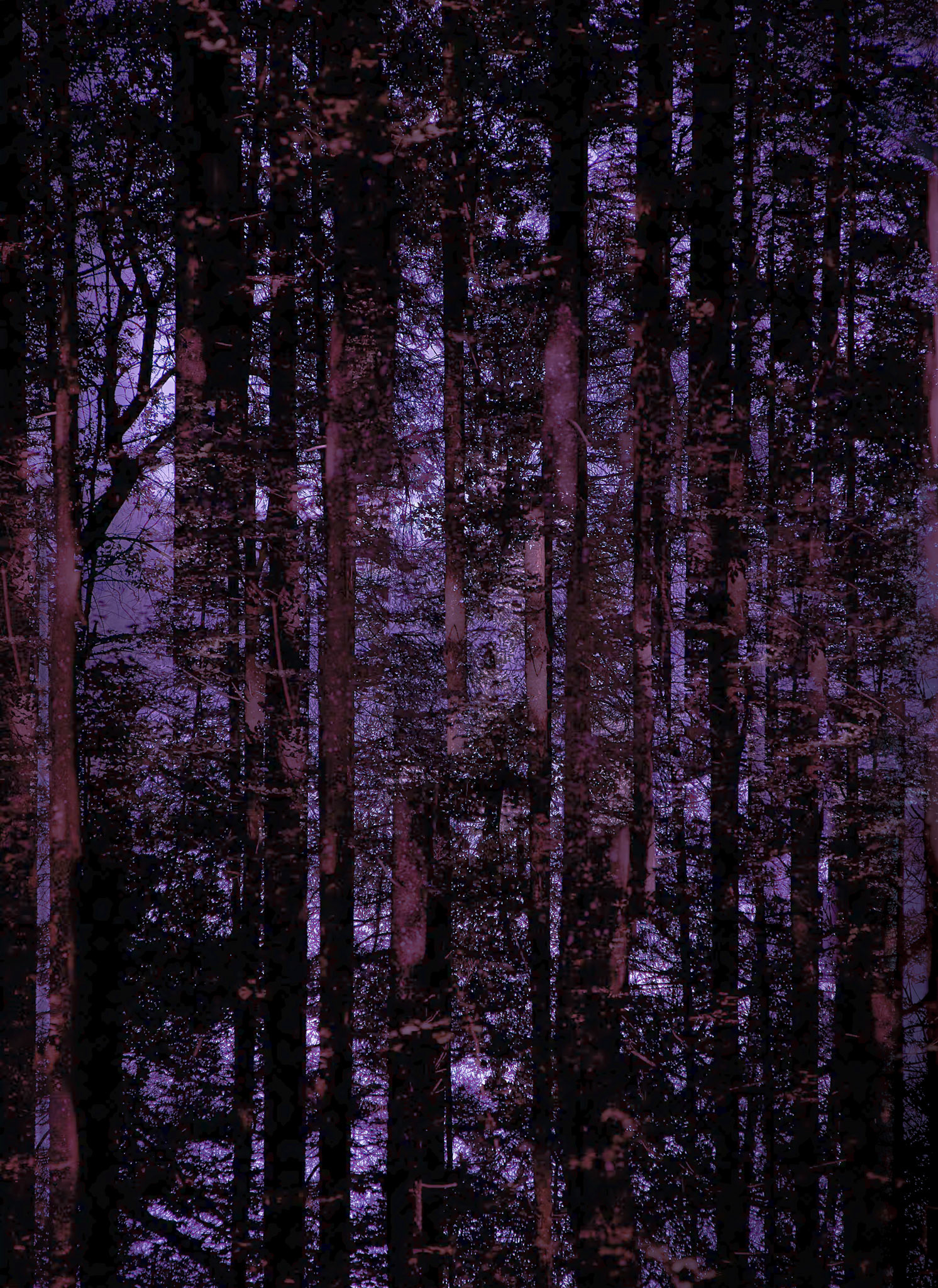 Swiss Pines