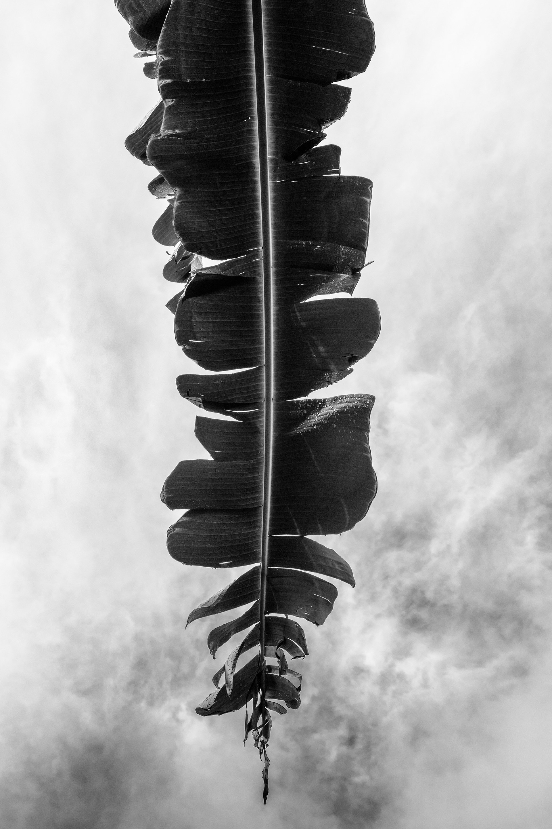 Black and white photo of large banana leaf after rain, photographed from below. Semi cloudy.