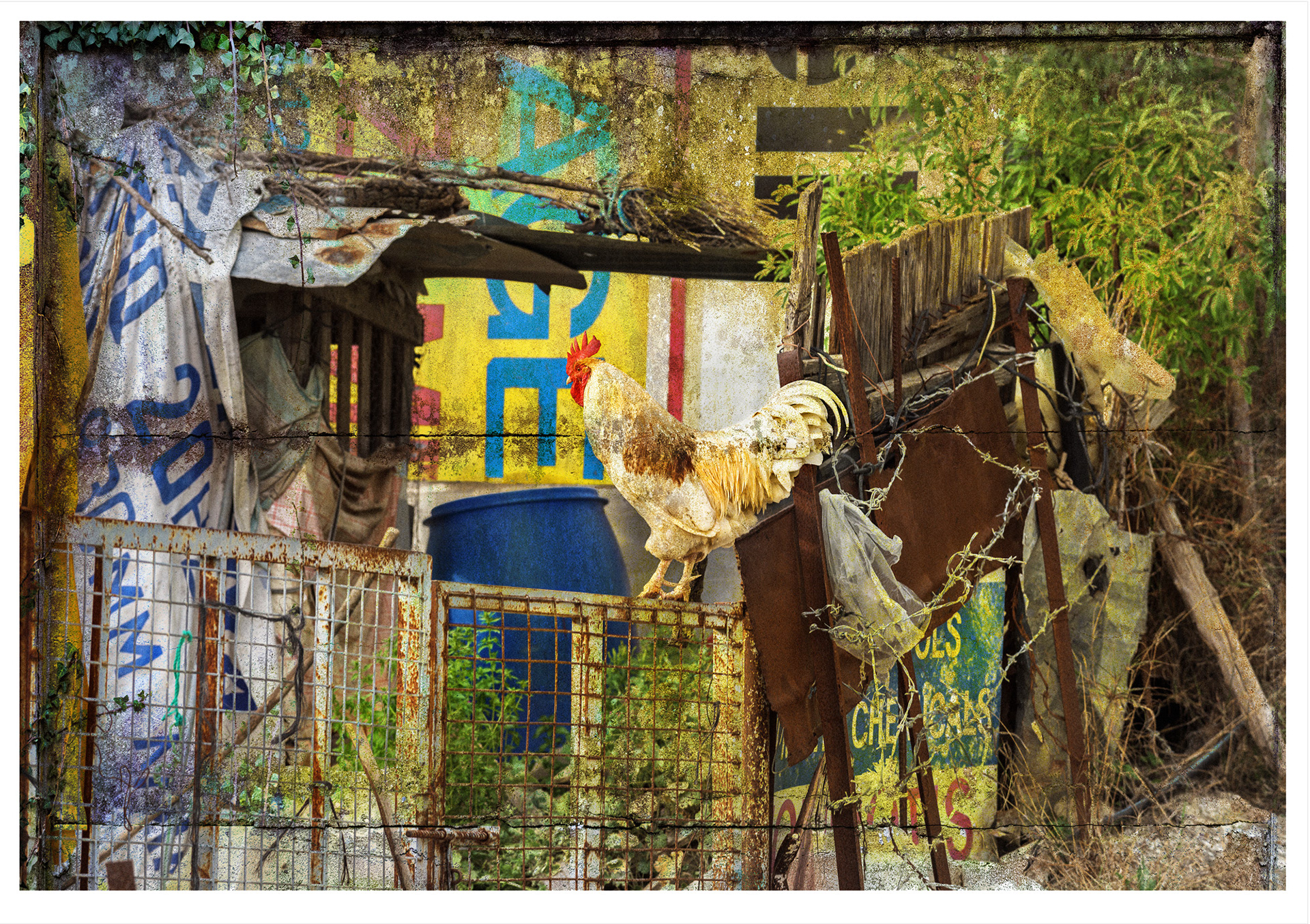 KING  A cream and brown cockerel is perched on a rusty gate. Behind the gate is a junkyard 'mess' of old signs, barbed wire plastic and weeds.  