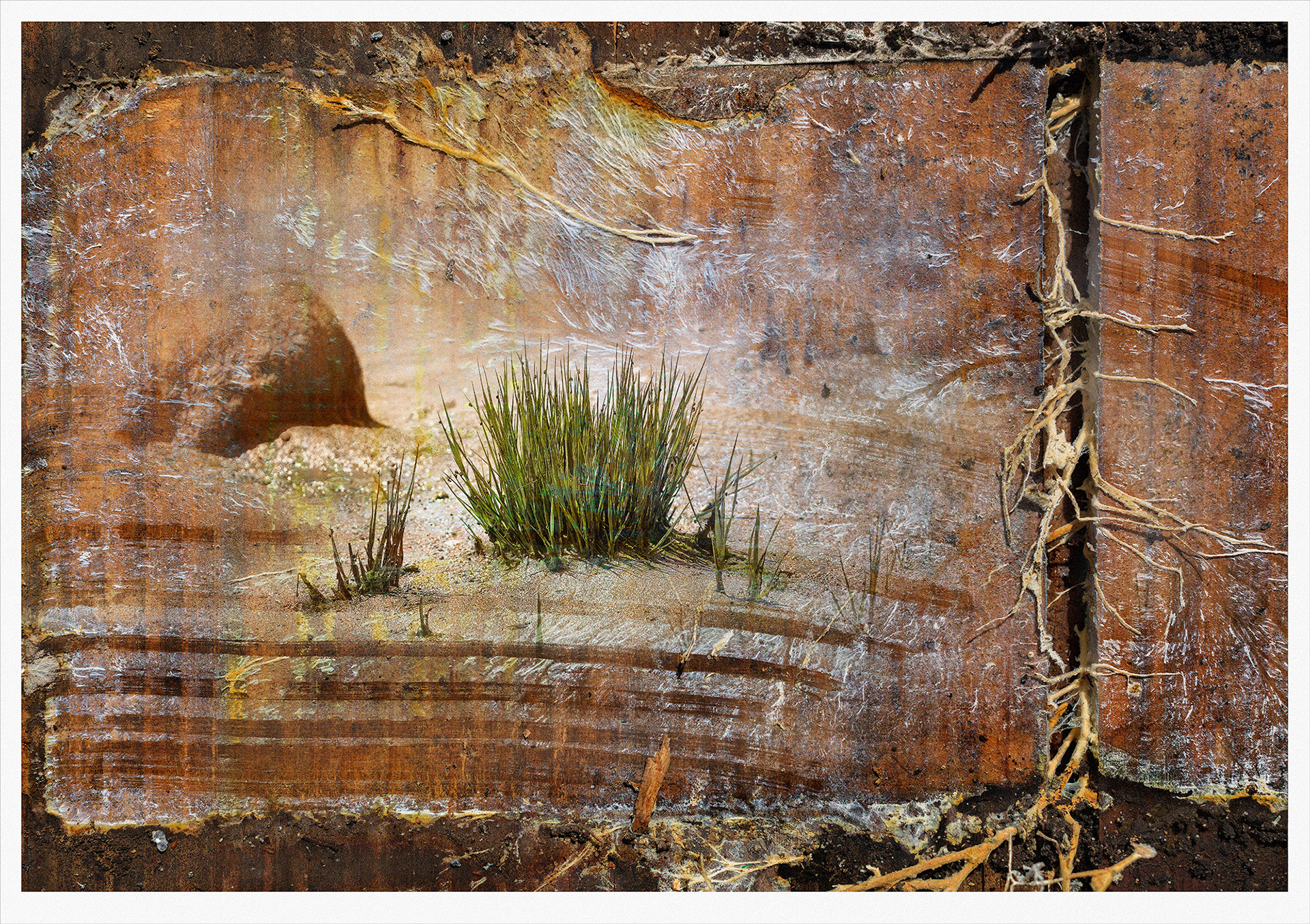 FOREST 05 in series. Wood fungus frames a small clomp of cemrytally placed pond grasses. the background a pine plank