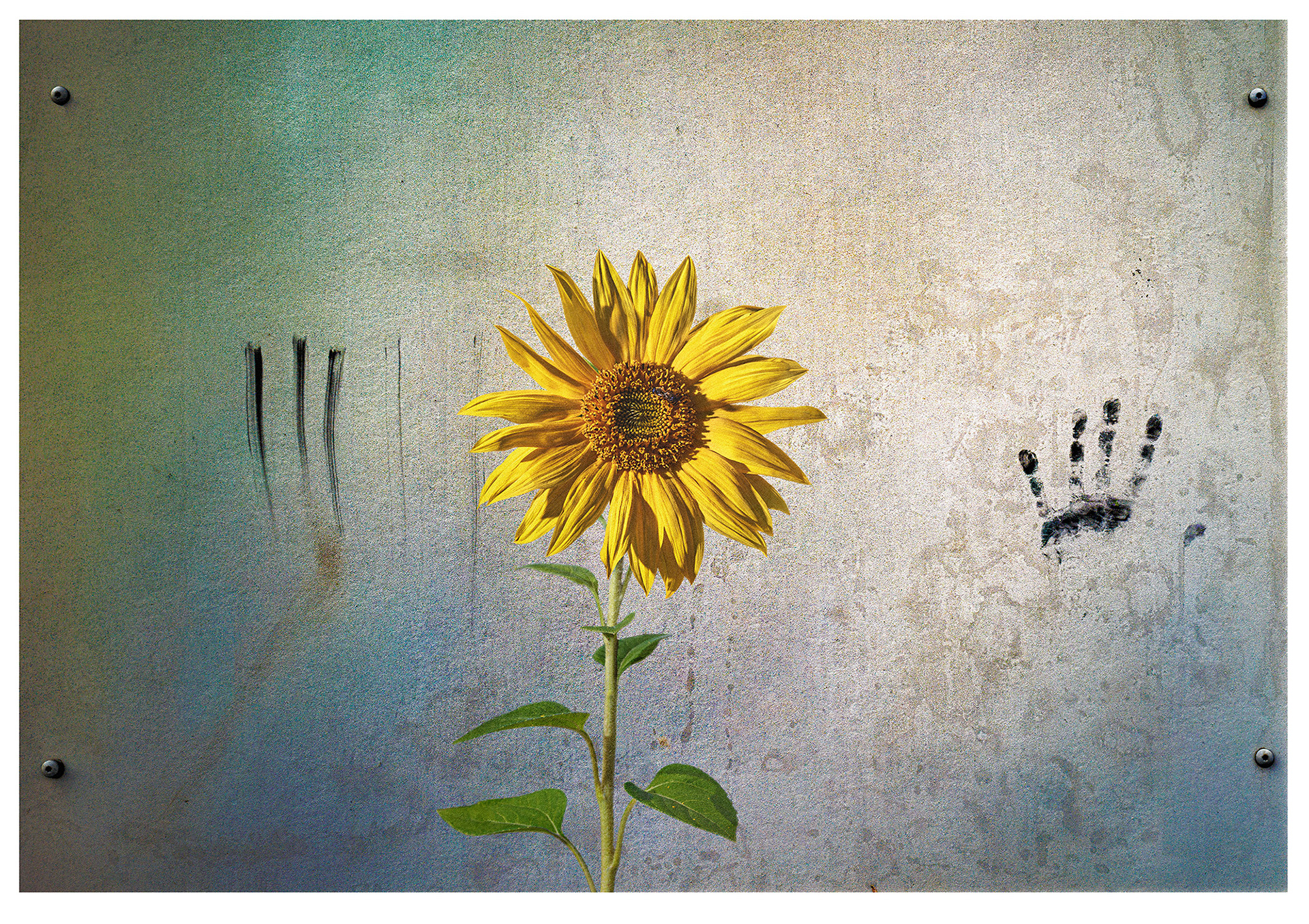 A sun flower is centre image against a metal sheet background. Either side , smudged on the surface is one handprint and one trail a back as if smudged from three fingers'
