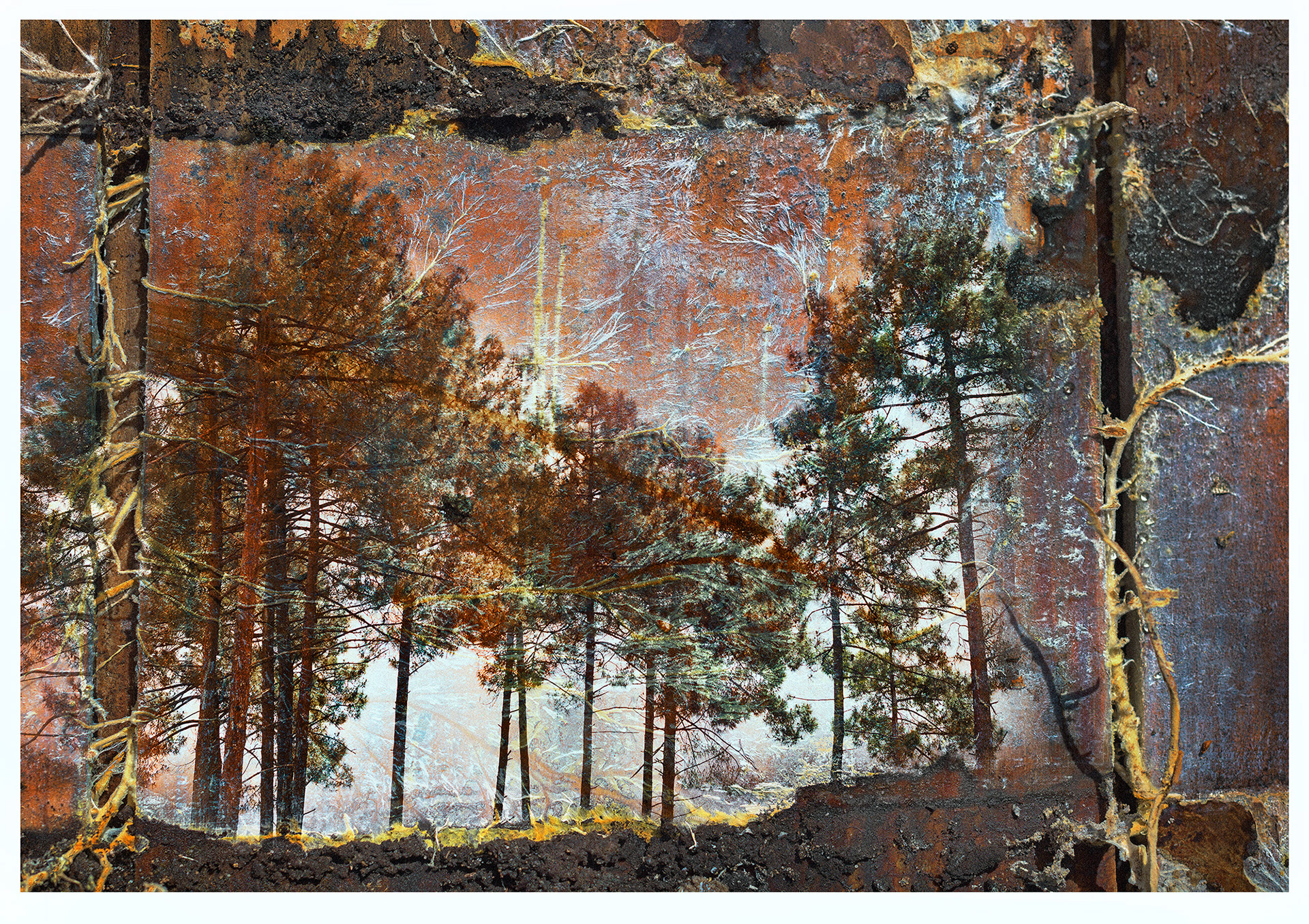 FOREST 02 in series Wood fungus entwined over pine planks, with thirteen pine trees overlaid to complete the illusion of a wooded copse on a hillside with a red sunset sky behind.