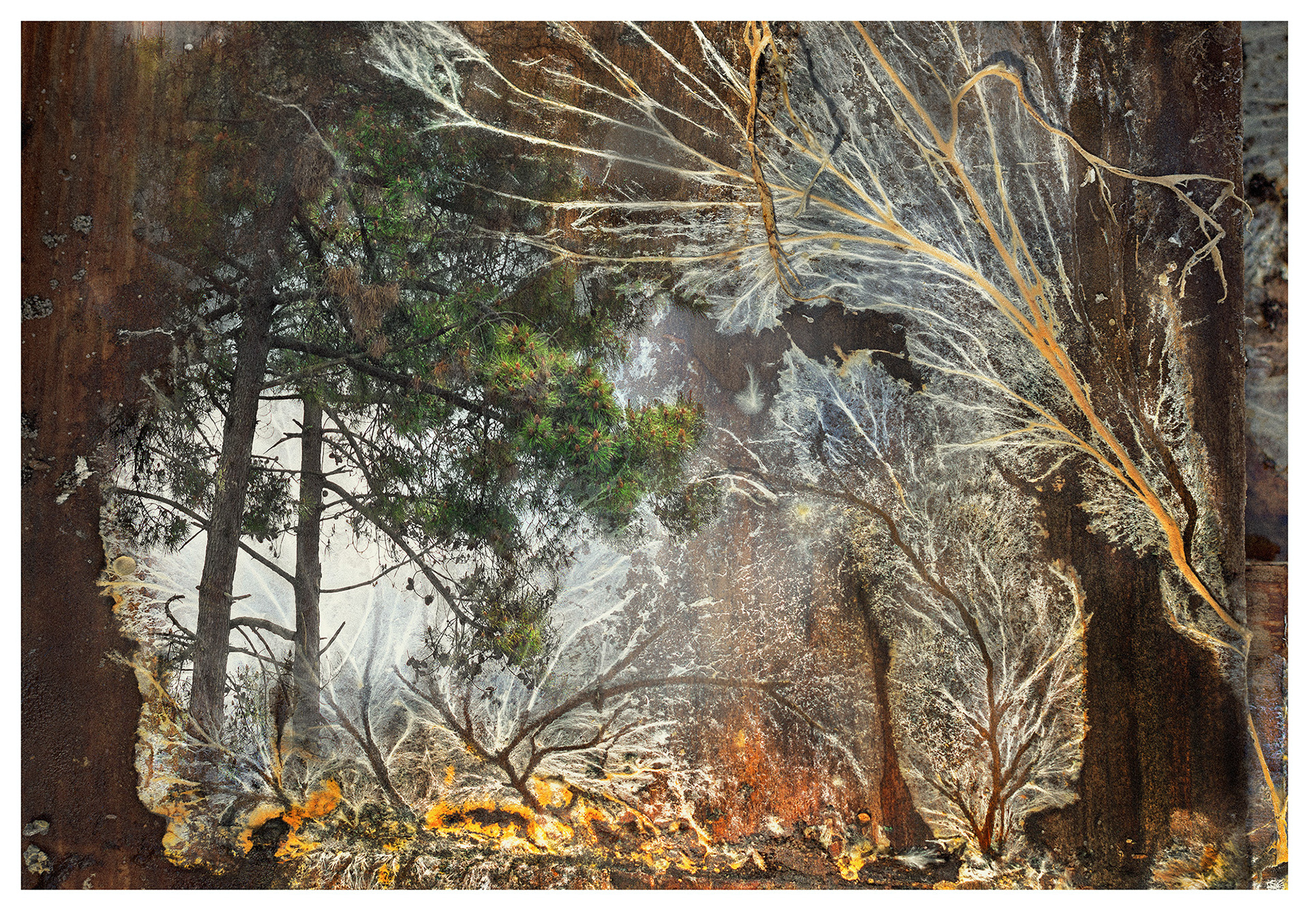 FOREST 01 in series The “Wood Wide Web” refers to the underground network of roots and fungi that connect trees in a symbiotic relationship allowing them to communicate, share nutrients, and support each other, fostering a cooperative ecosystem. We could learn from this. Wood fungus entwined over pine planks with three pine tree photographs added to left hand side. together an illusion of a forest is created. Red and orange coloured fungus gives an impression of fire at the bottom of the image.