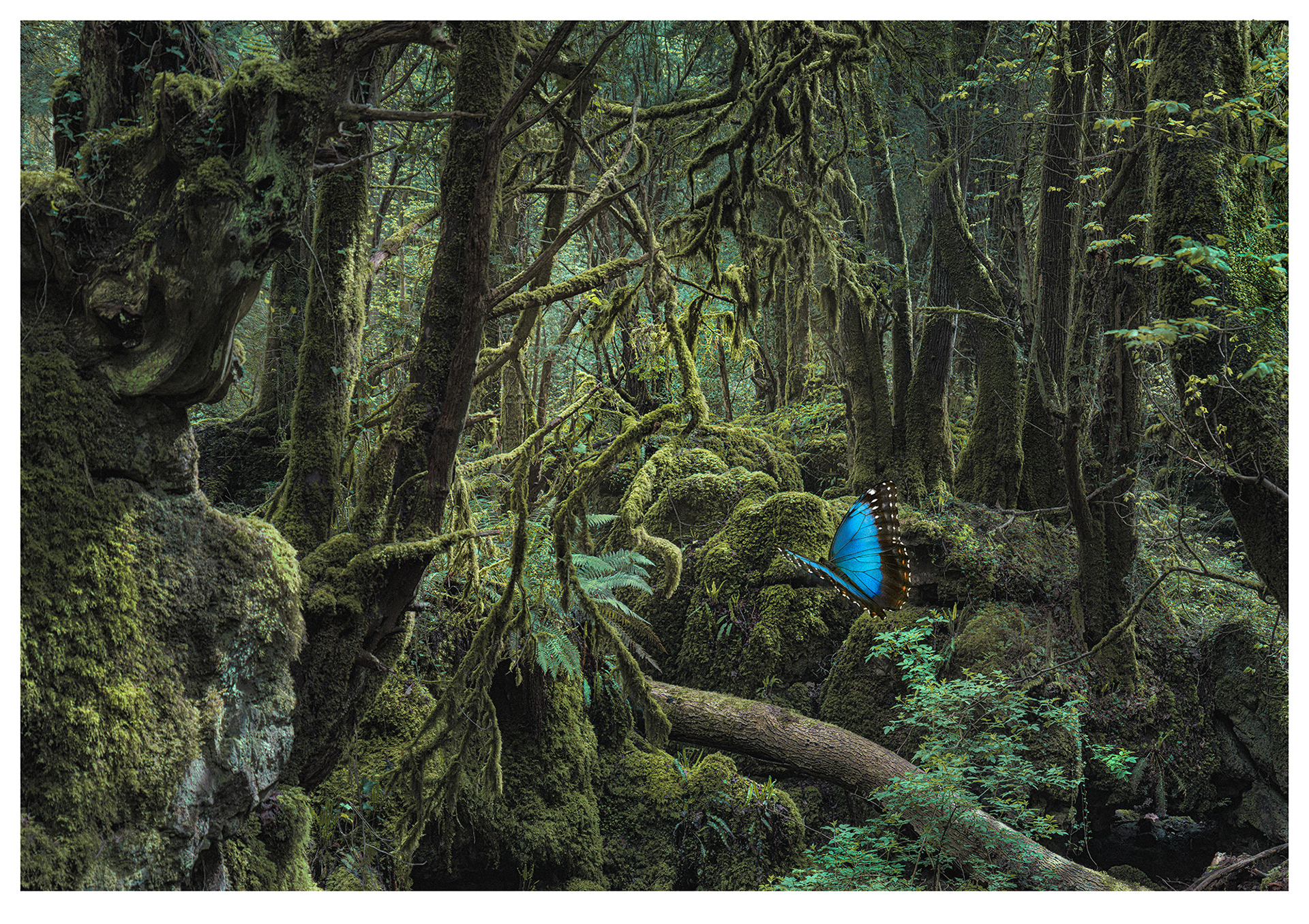 Puzzlewood forest UK. Moody ancient forest of tangled trees, mosses, ferns, dense and green , flying through is a blue butterfly just off centre.