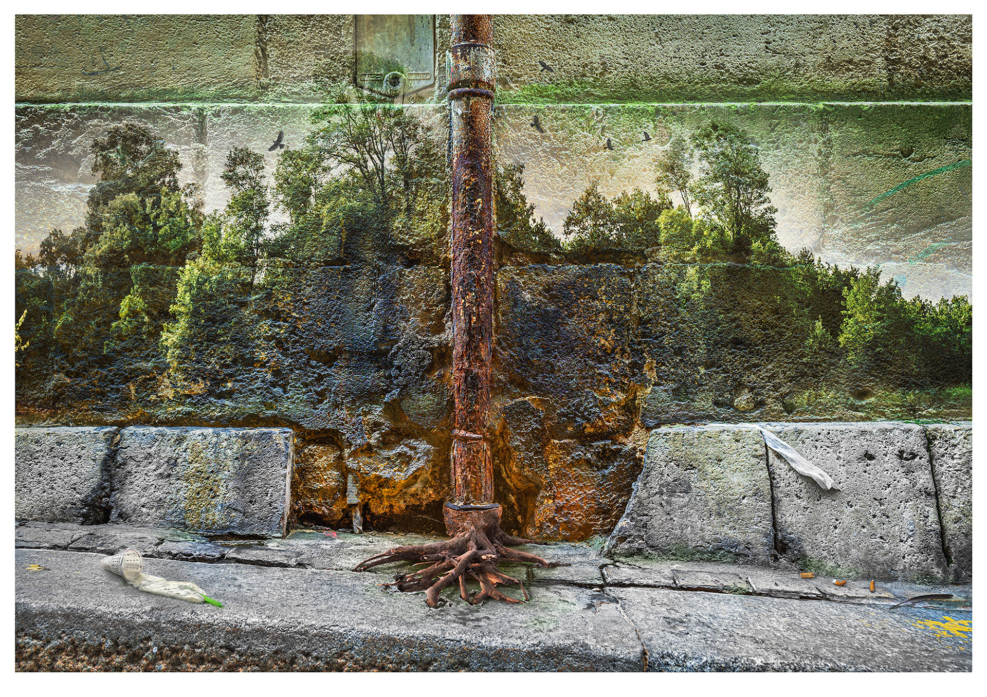 ROOTED Can nature and cities co exist? An ancient stone block wall with a disintegrating rusty rain down-pipe sets the background, at the pavement level, to a third the way up. green lichen and mosses grow over black staining. The pipe is like a tree trunk the green area a forest. Tree roots have been added growing out of the the paving, and densely populated real trees to complete the suggested forest.