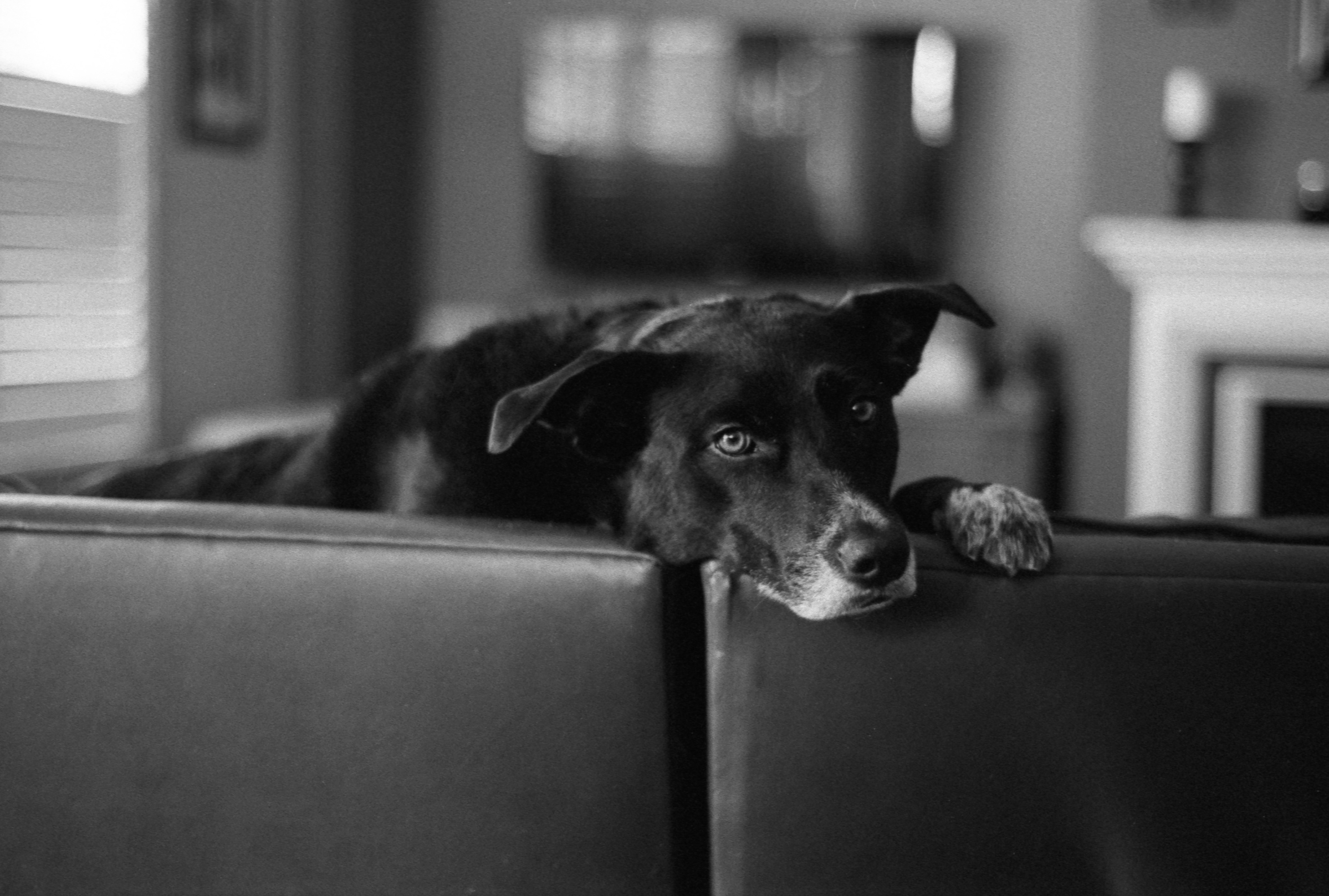 Tri-X 400