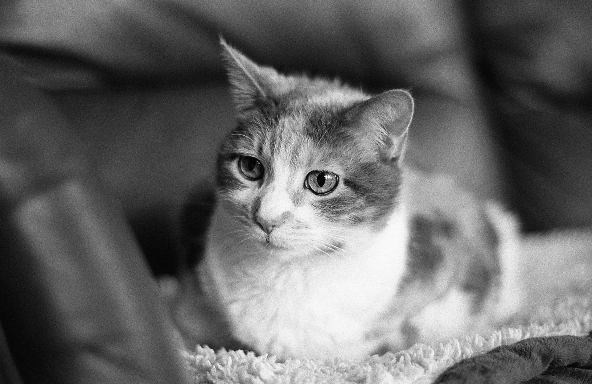 Tri-X 400
