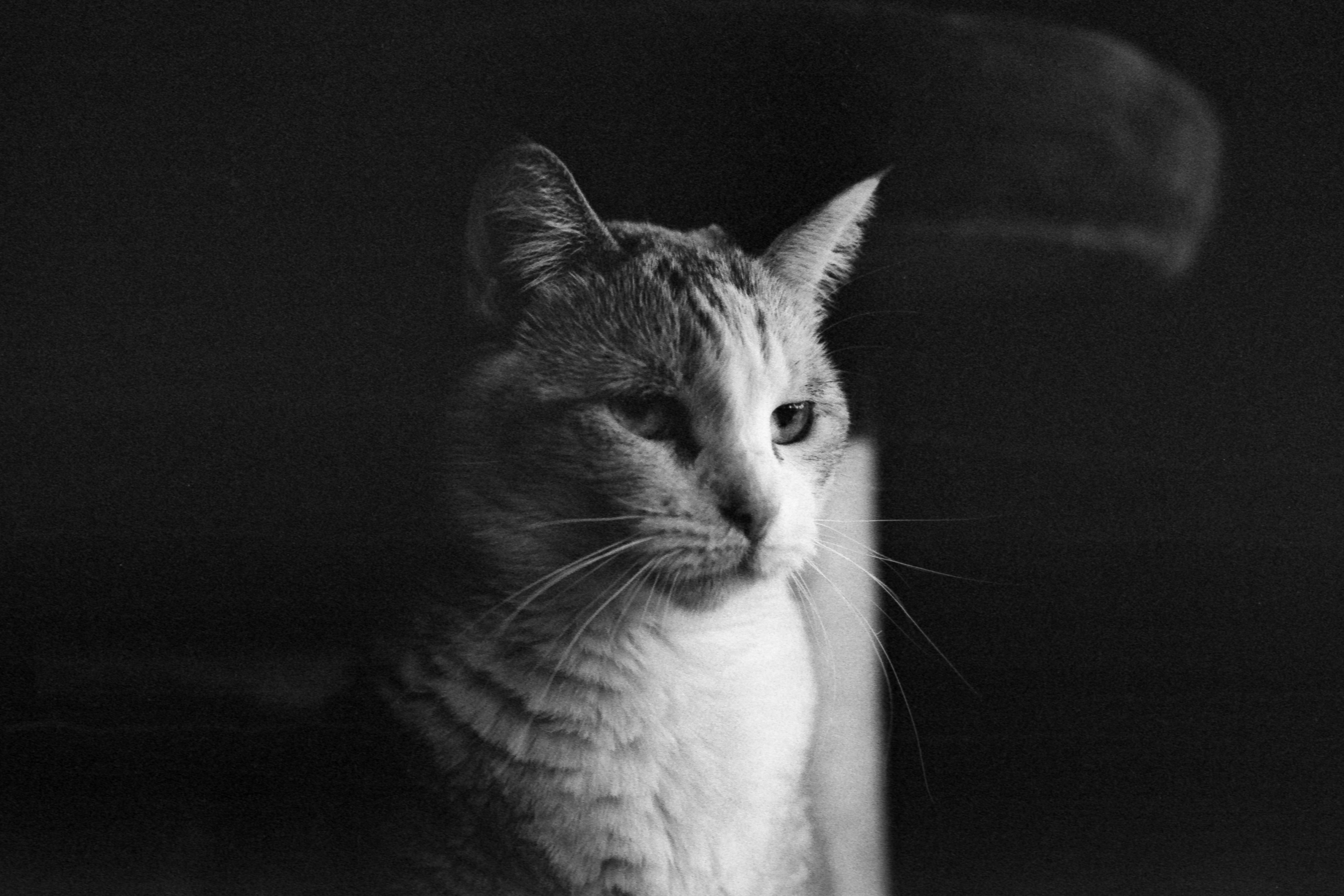 Tri-X 400 at 3200