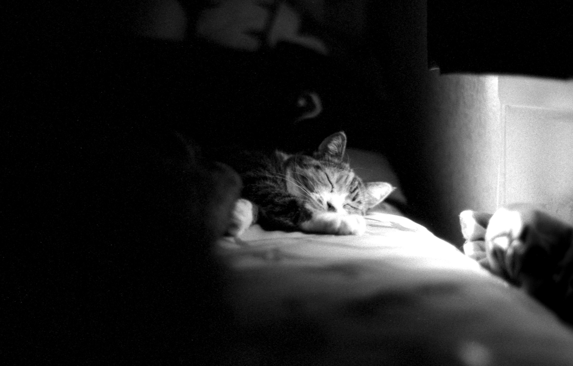 Tri-X 400 at 1600