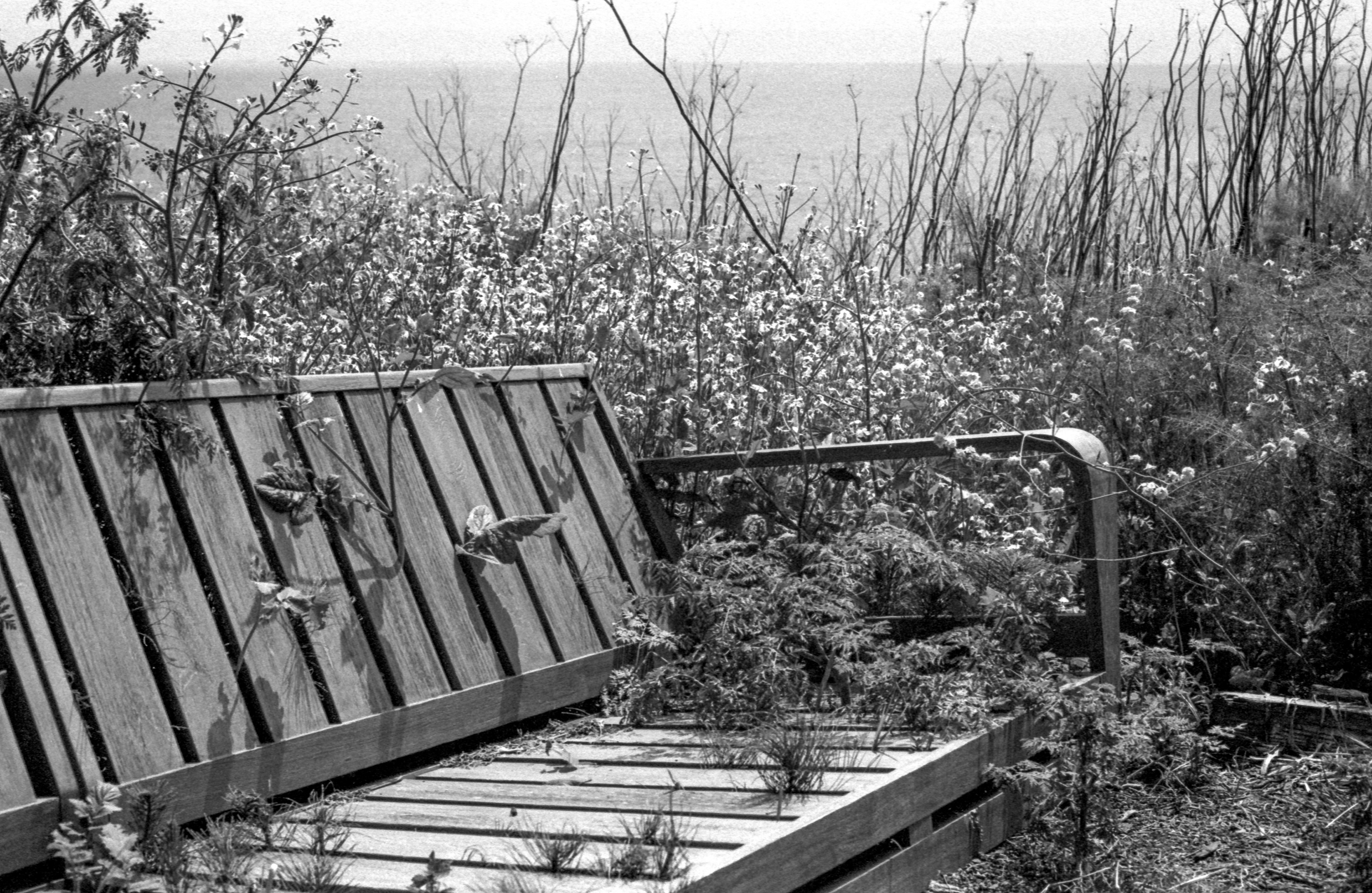 Tri-X 400 at 1600
