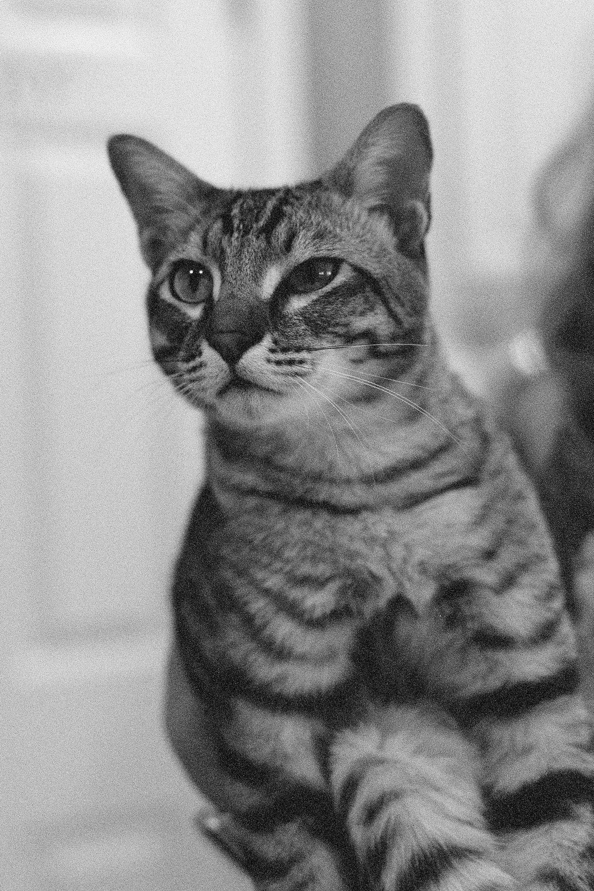 T-Max P3200