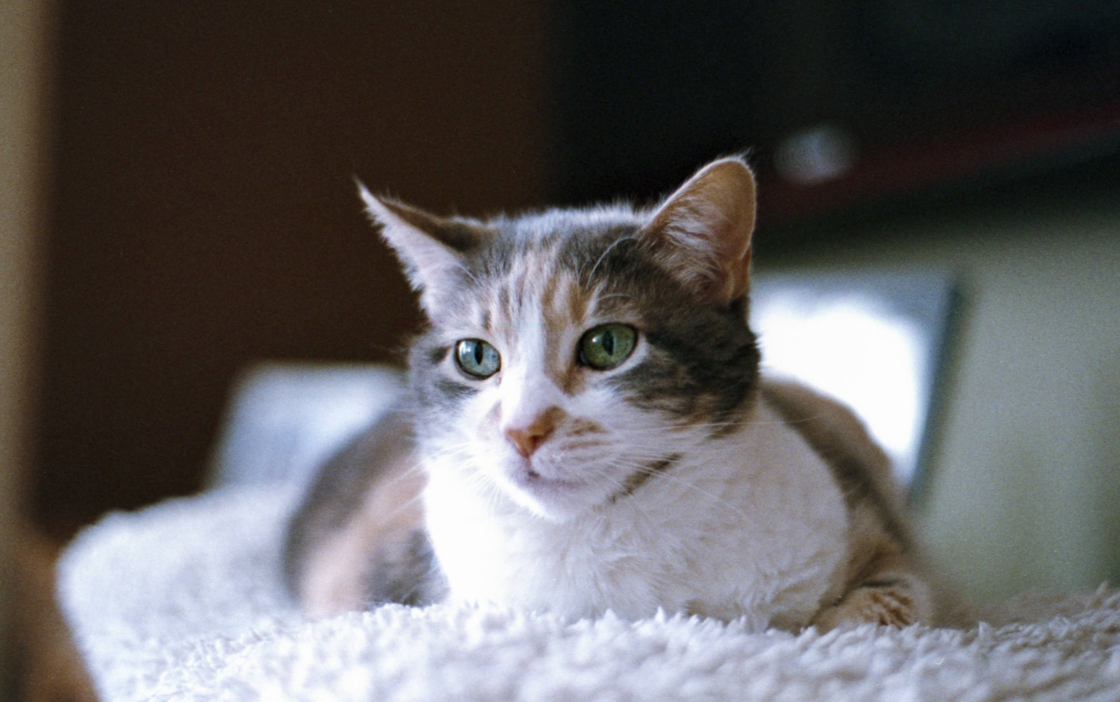 Superia 400