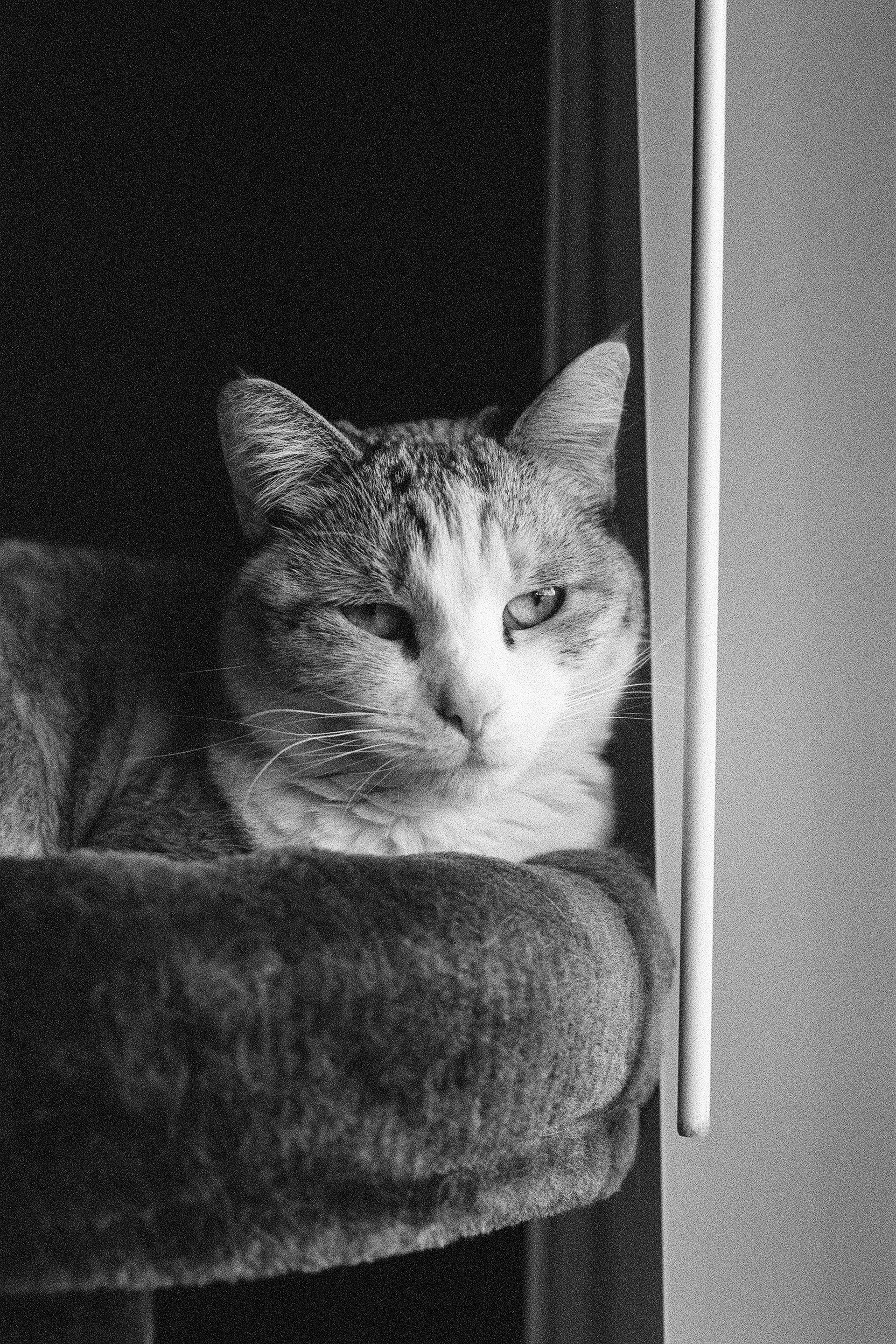 T-Max P3200