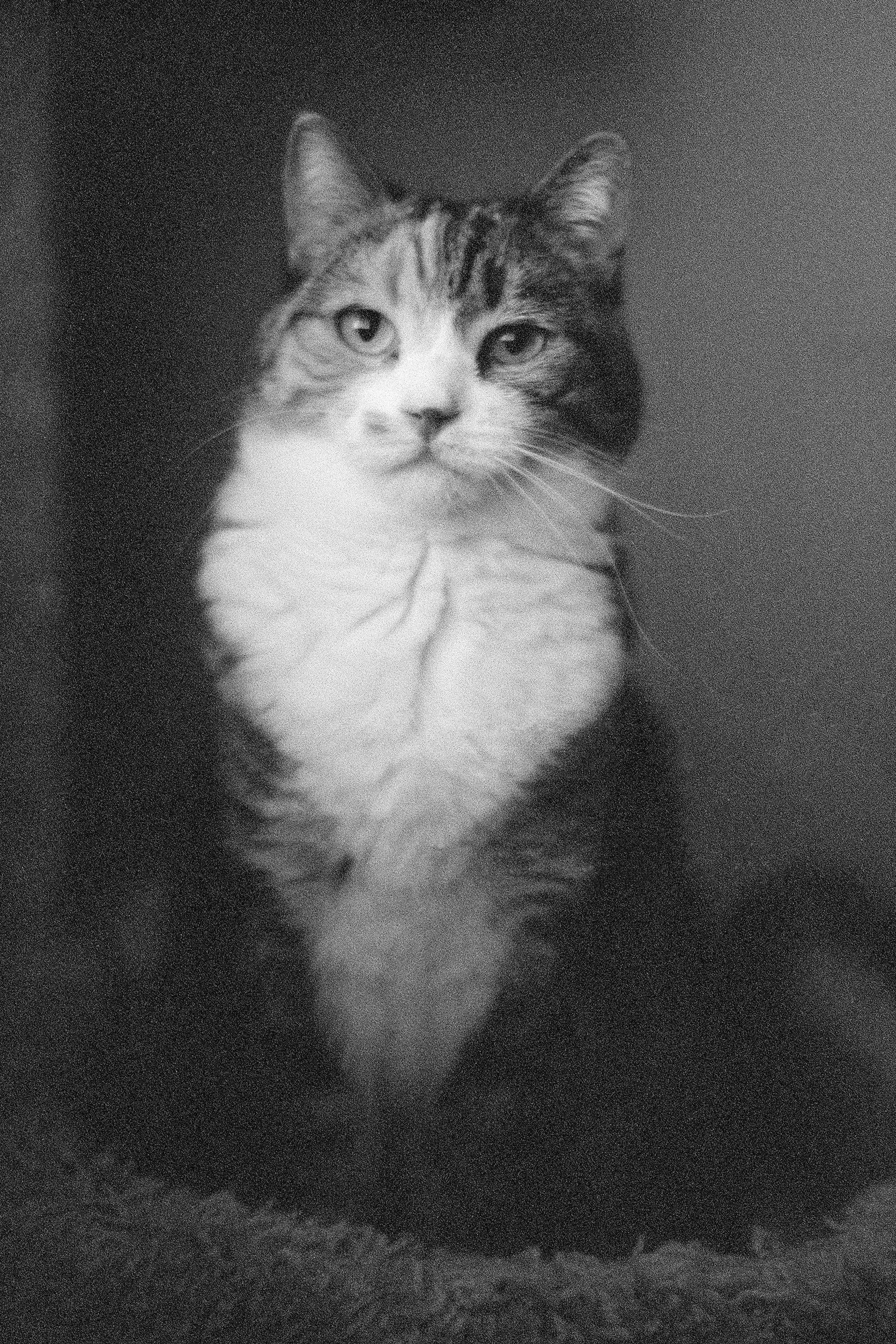 T-Max P3200