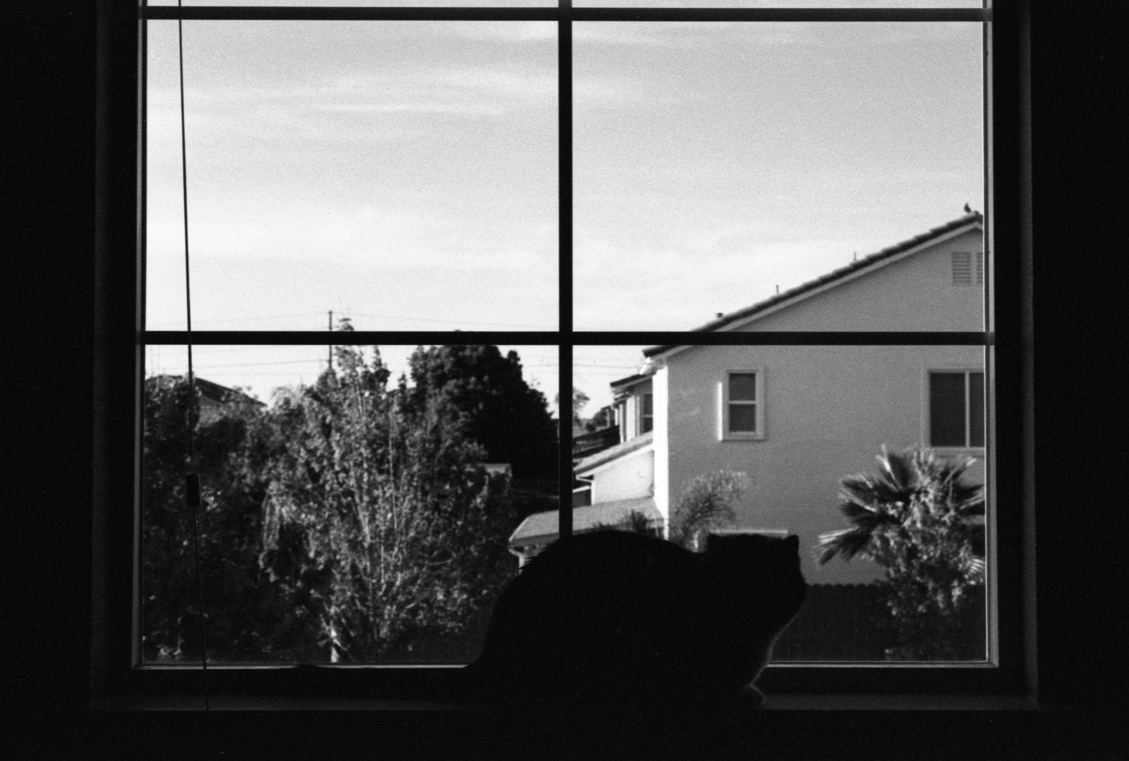 Tri-X 400 at 1600