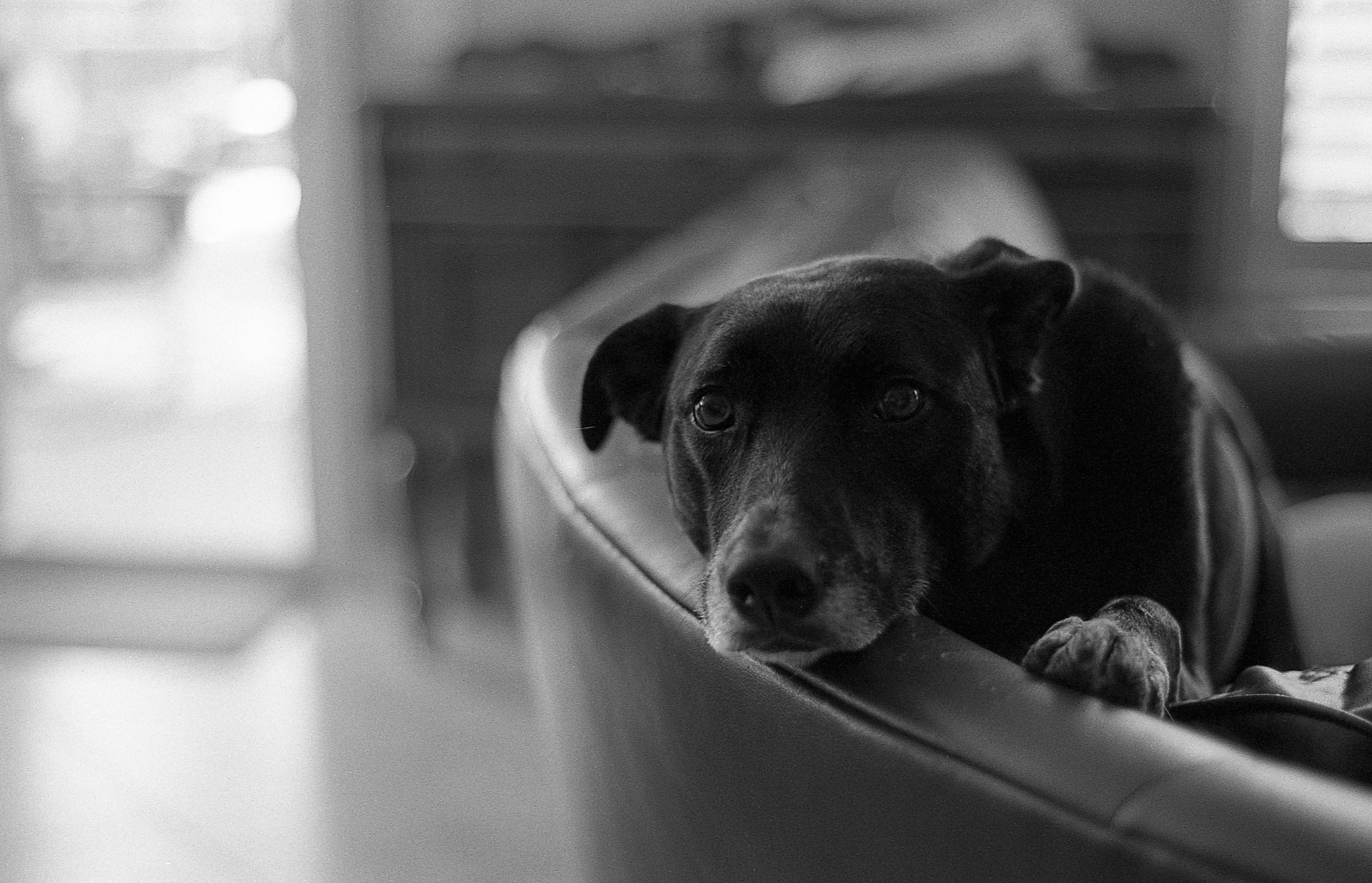 Tri-X 400