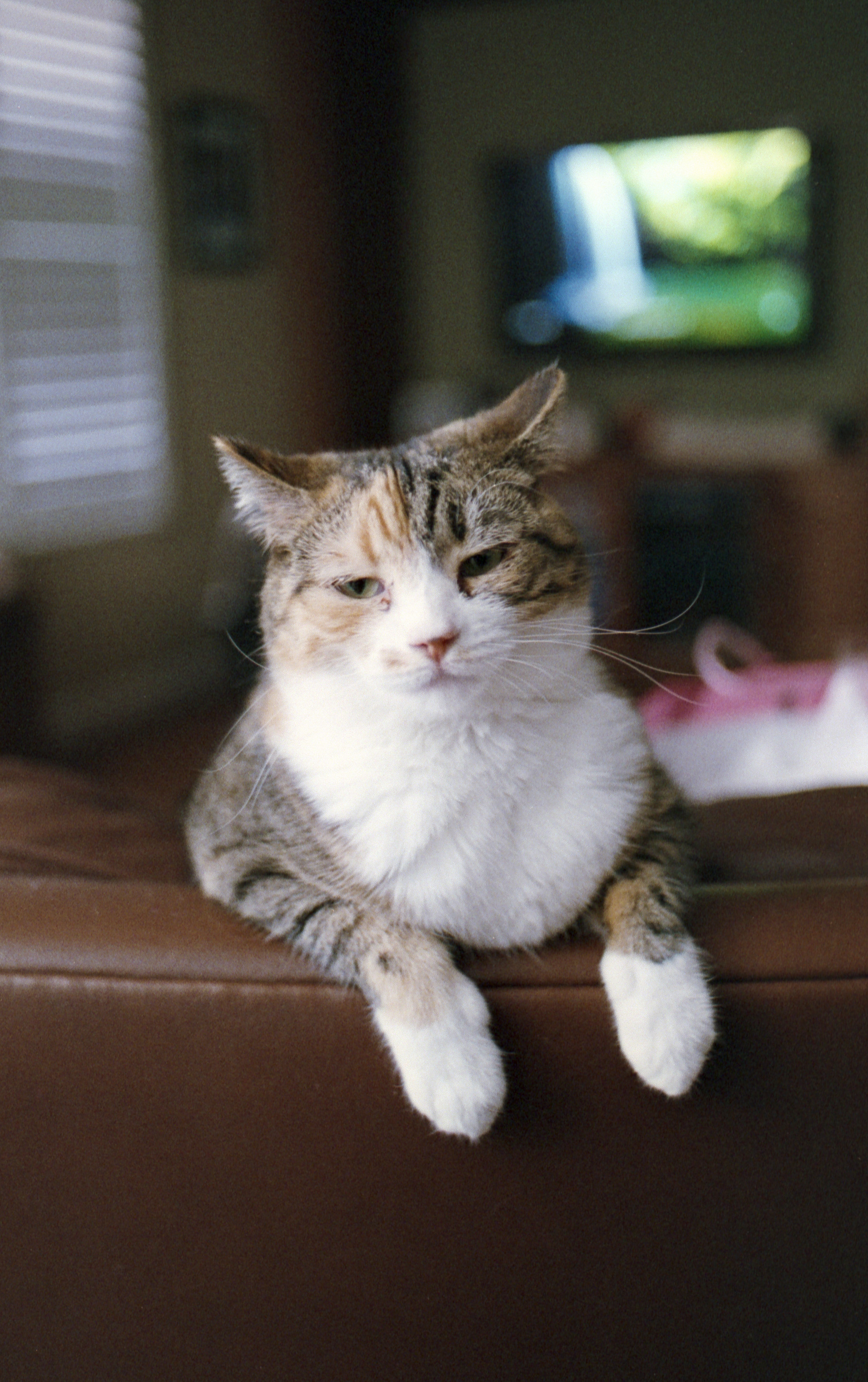 Superia 400