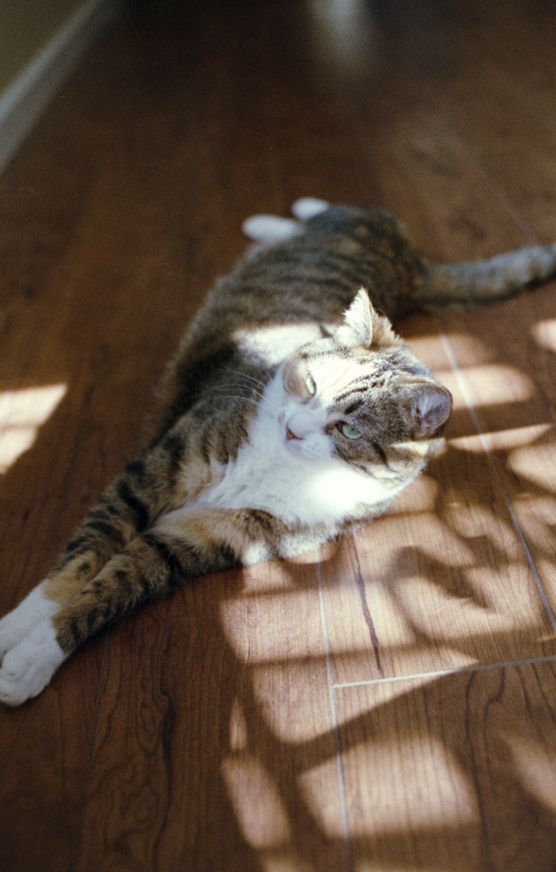Superia 400