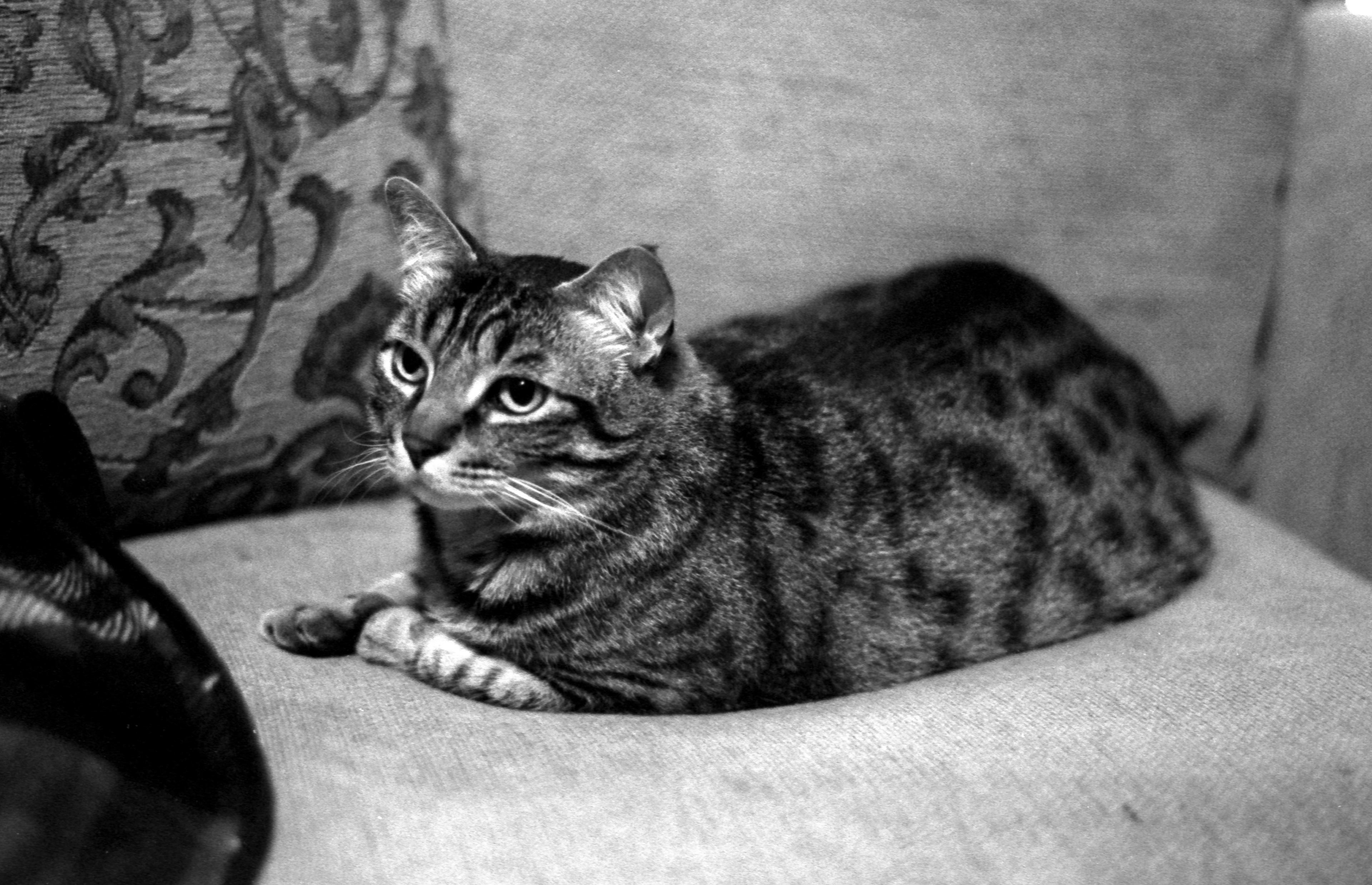 Tri-X 400 at 1600