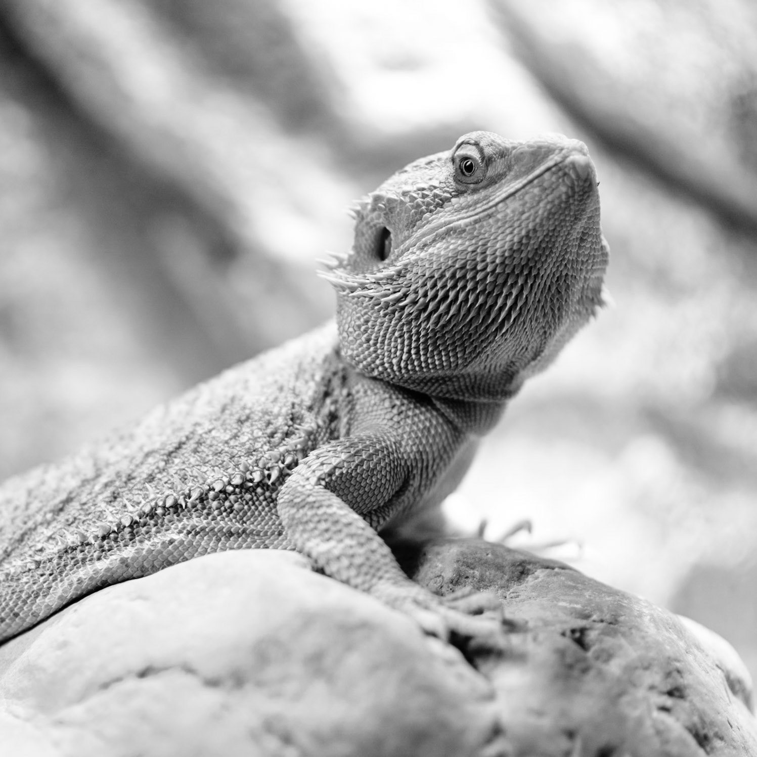 85mm f/1.8