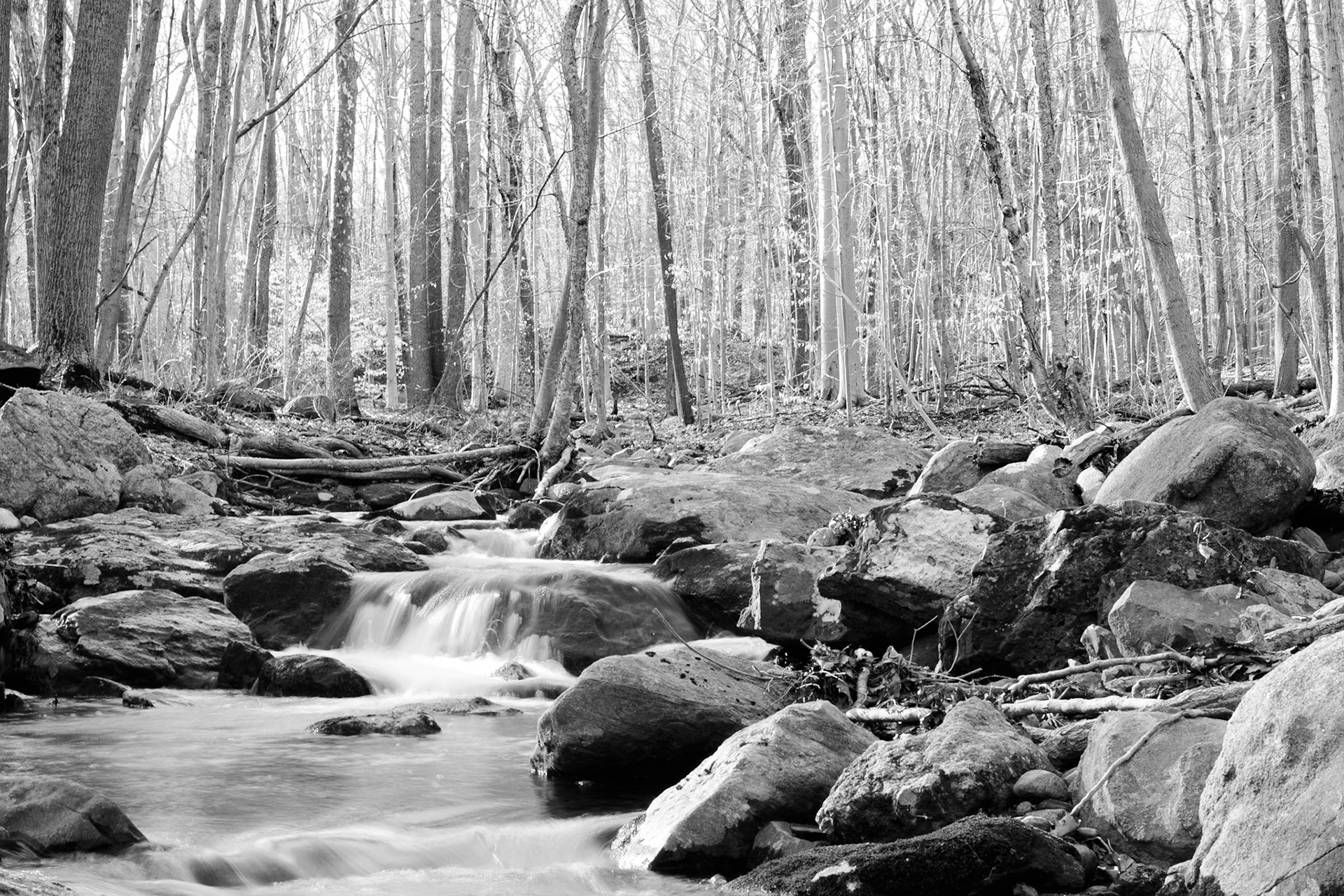 Through the Woods