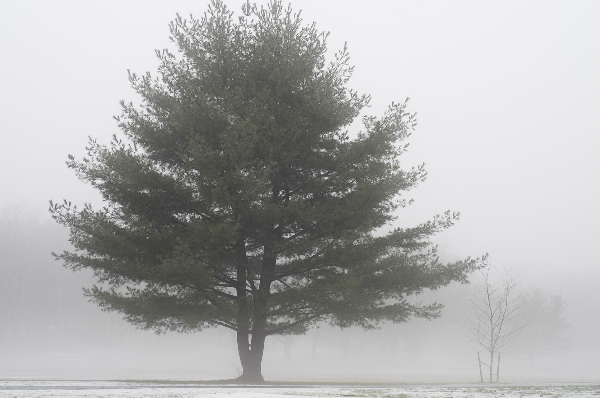 Foggy Green