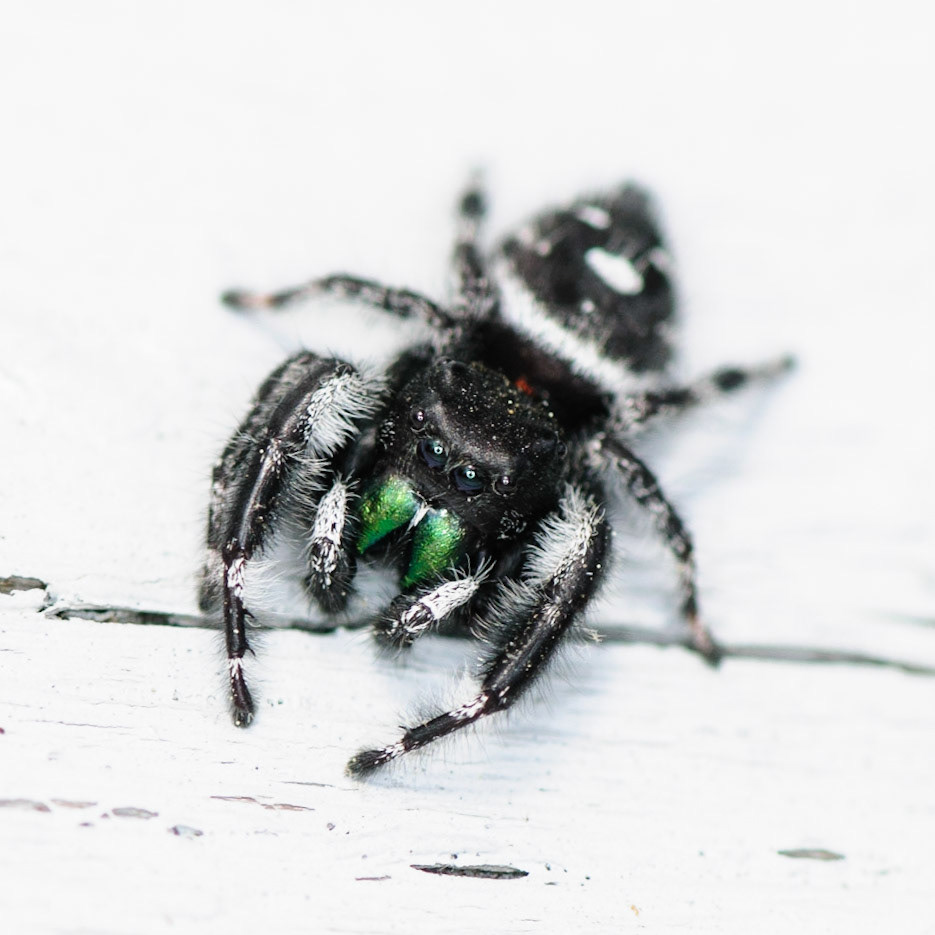 Spider on a wall
