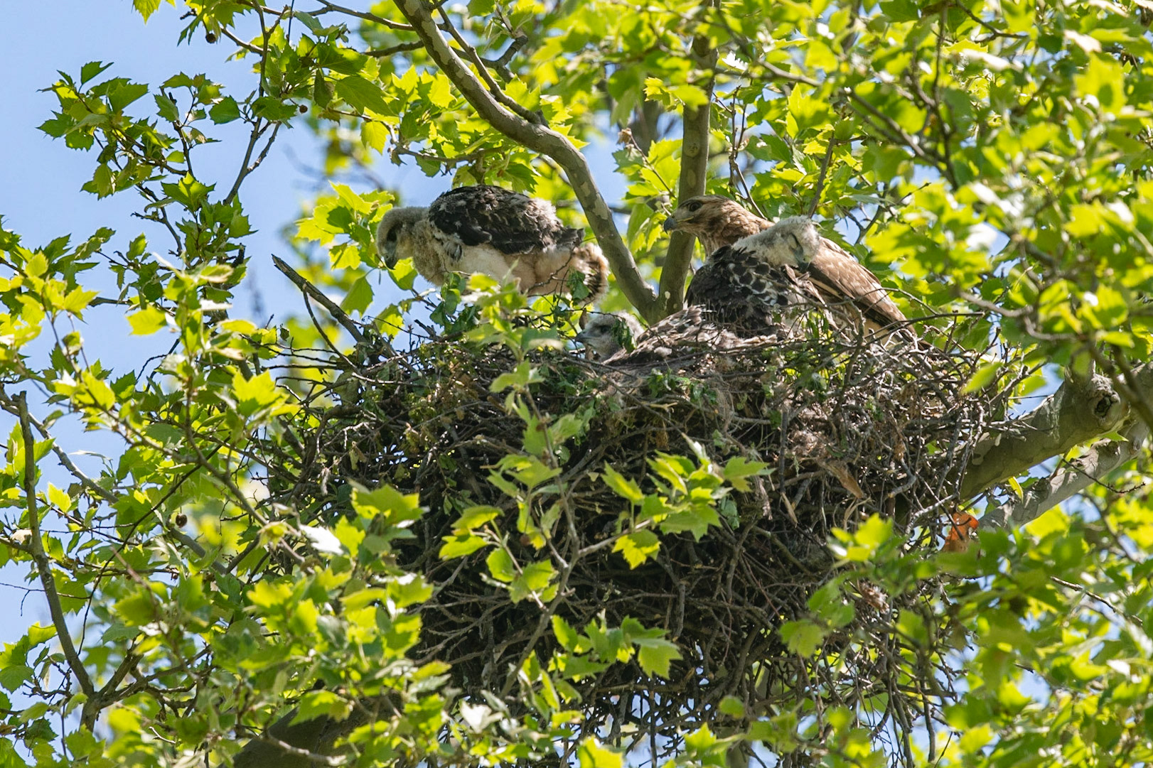 Growing Family