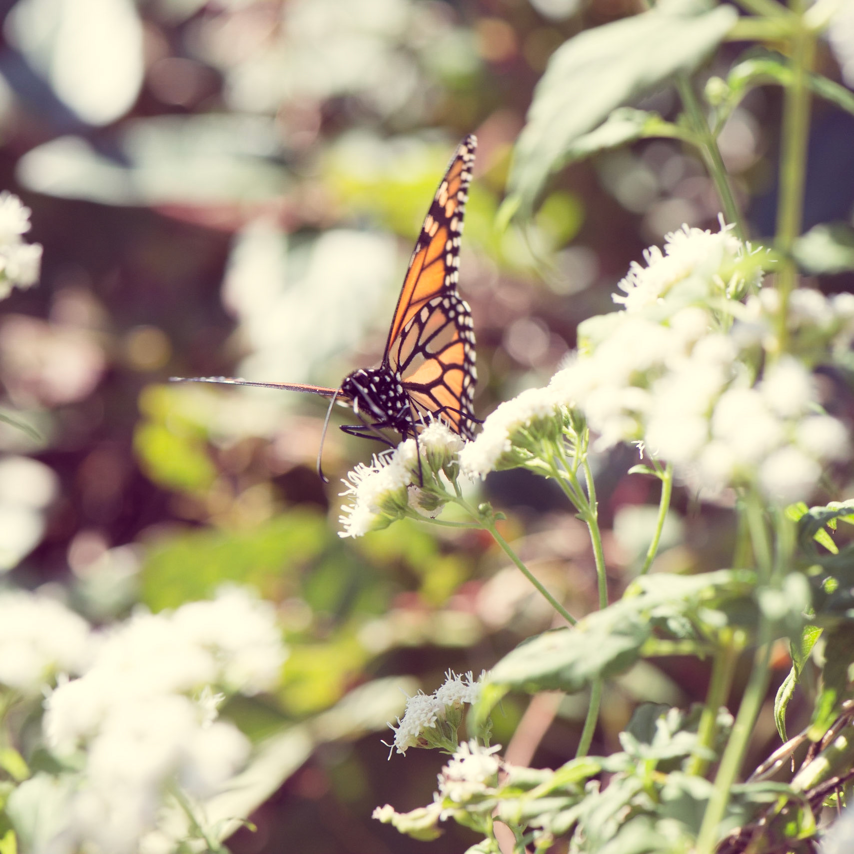 Butterfly Morning