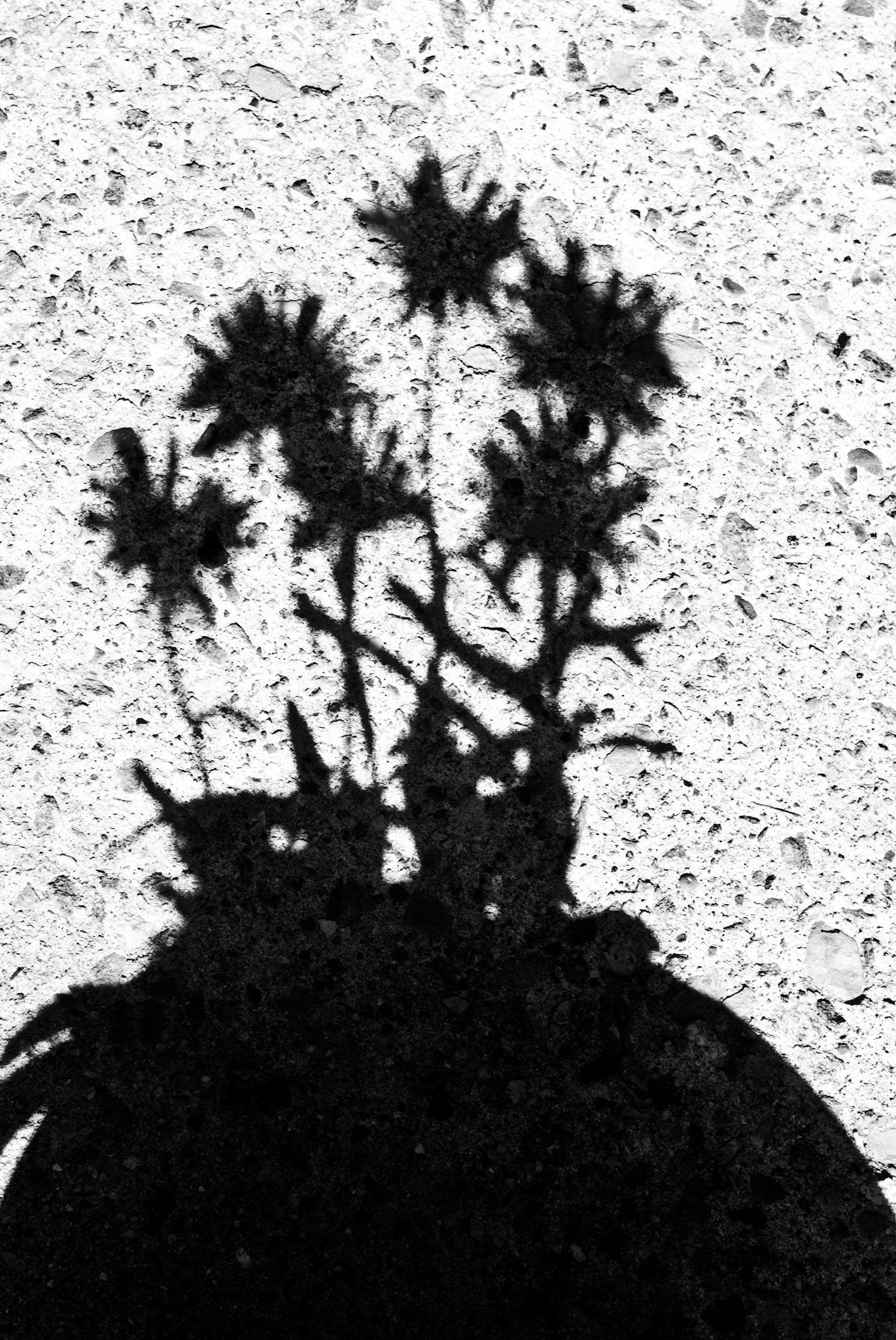 And I Grow