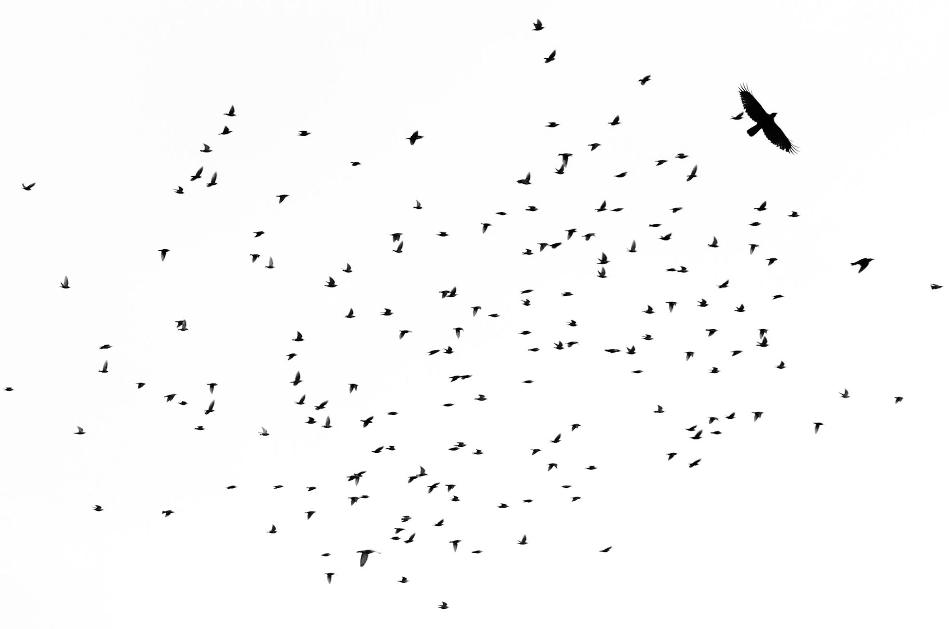 Take to the Skies