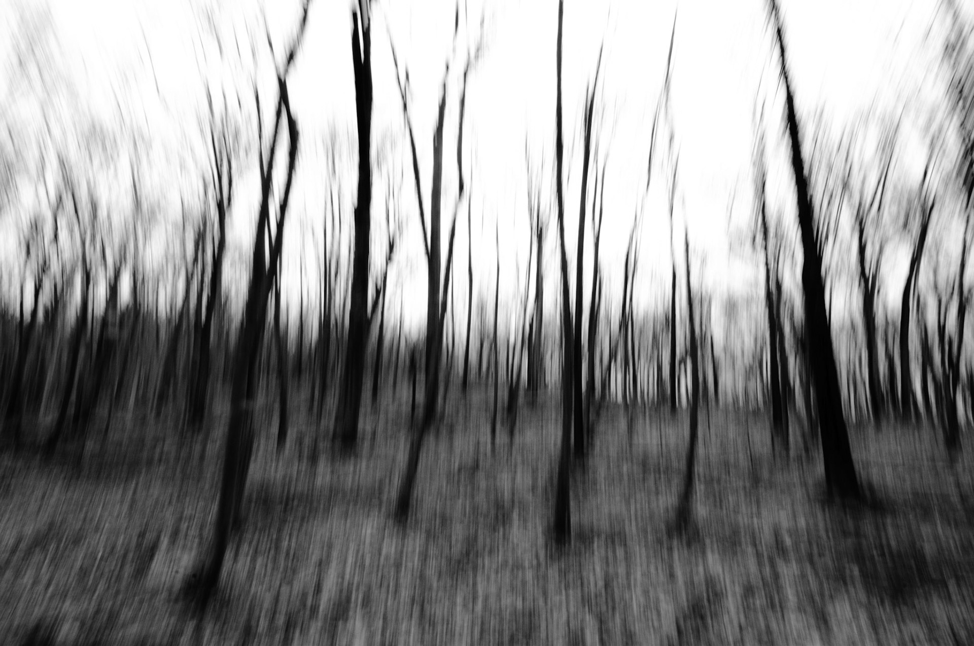 Ghosts of the Woods