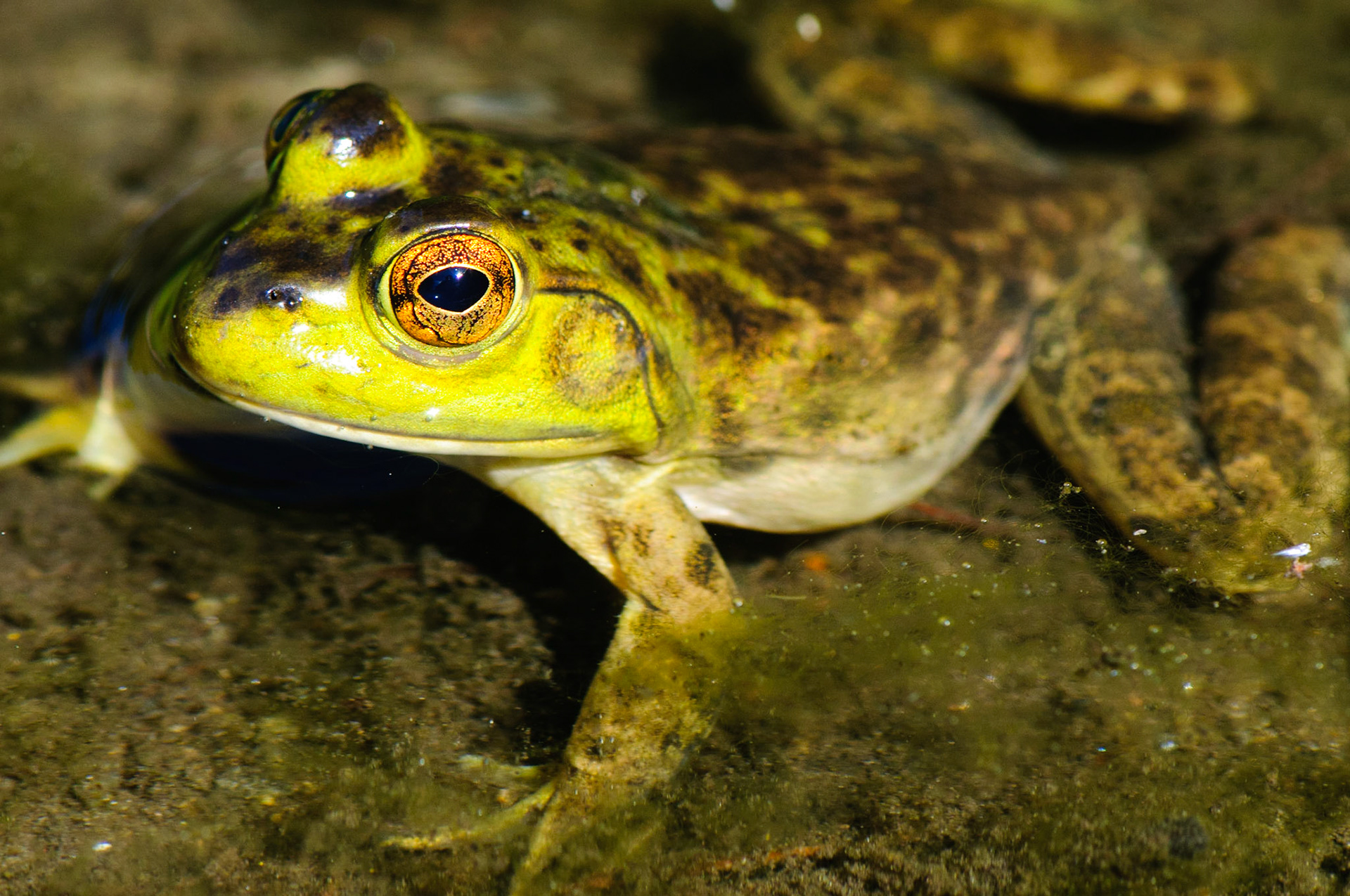 Frogger