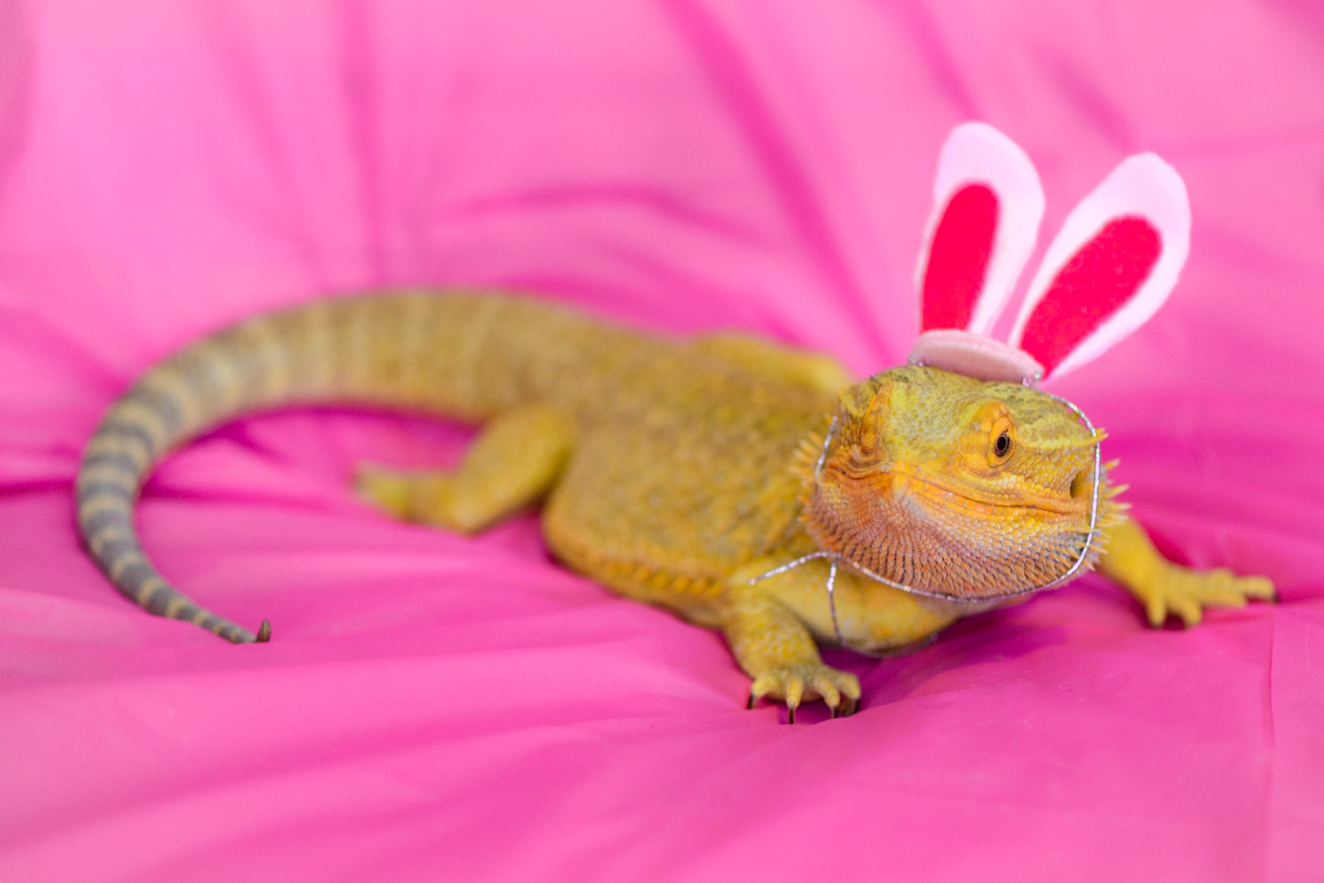 Beardie Rabbit