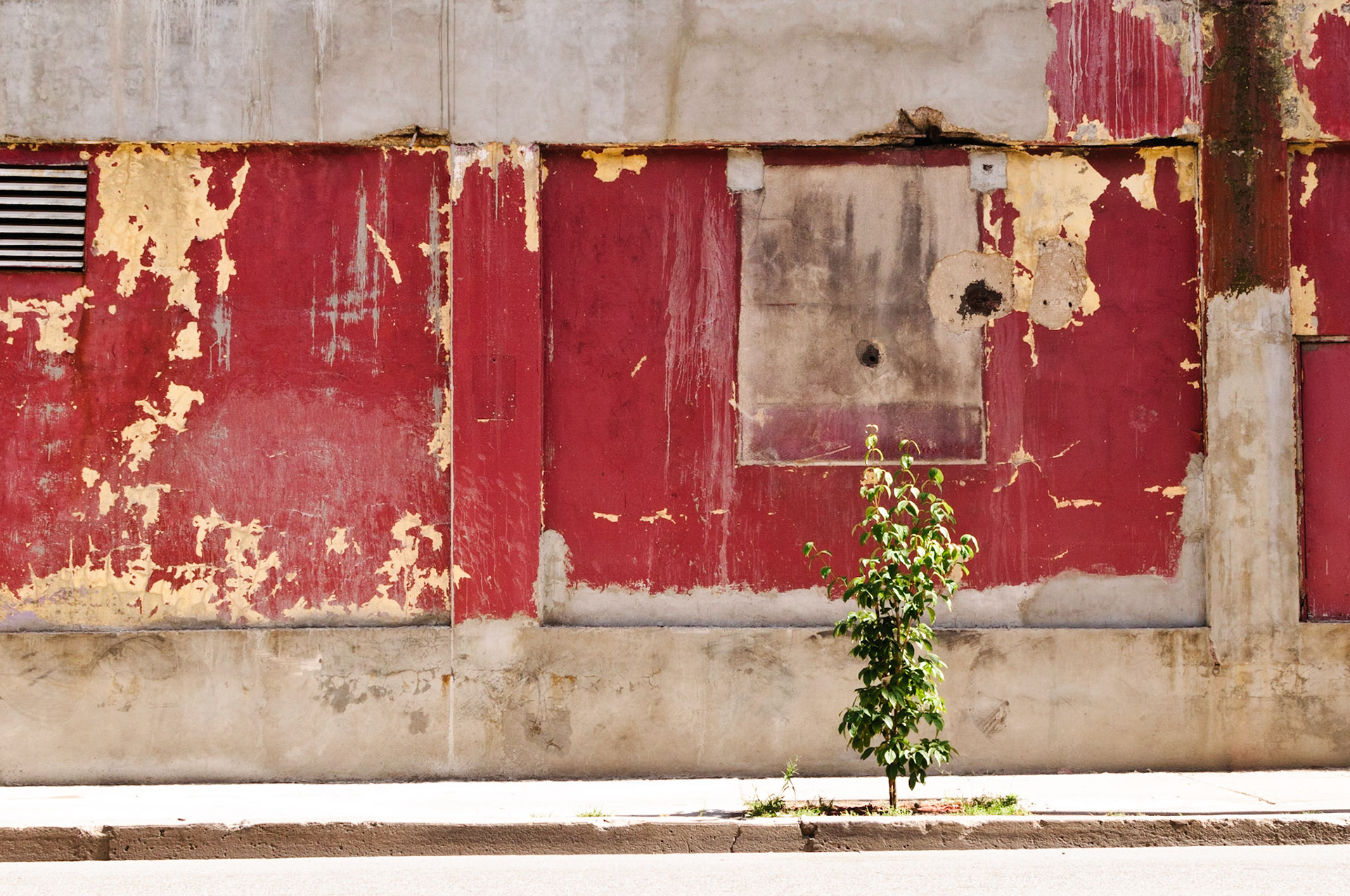 A Tree Grows