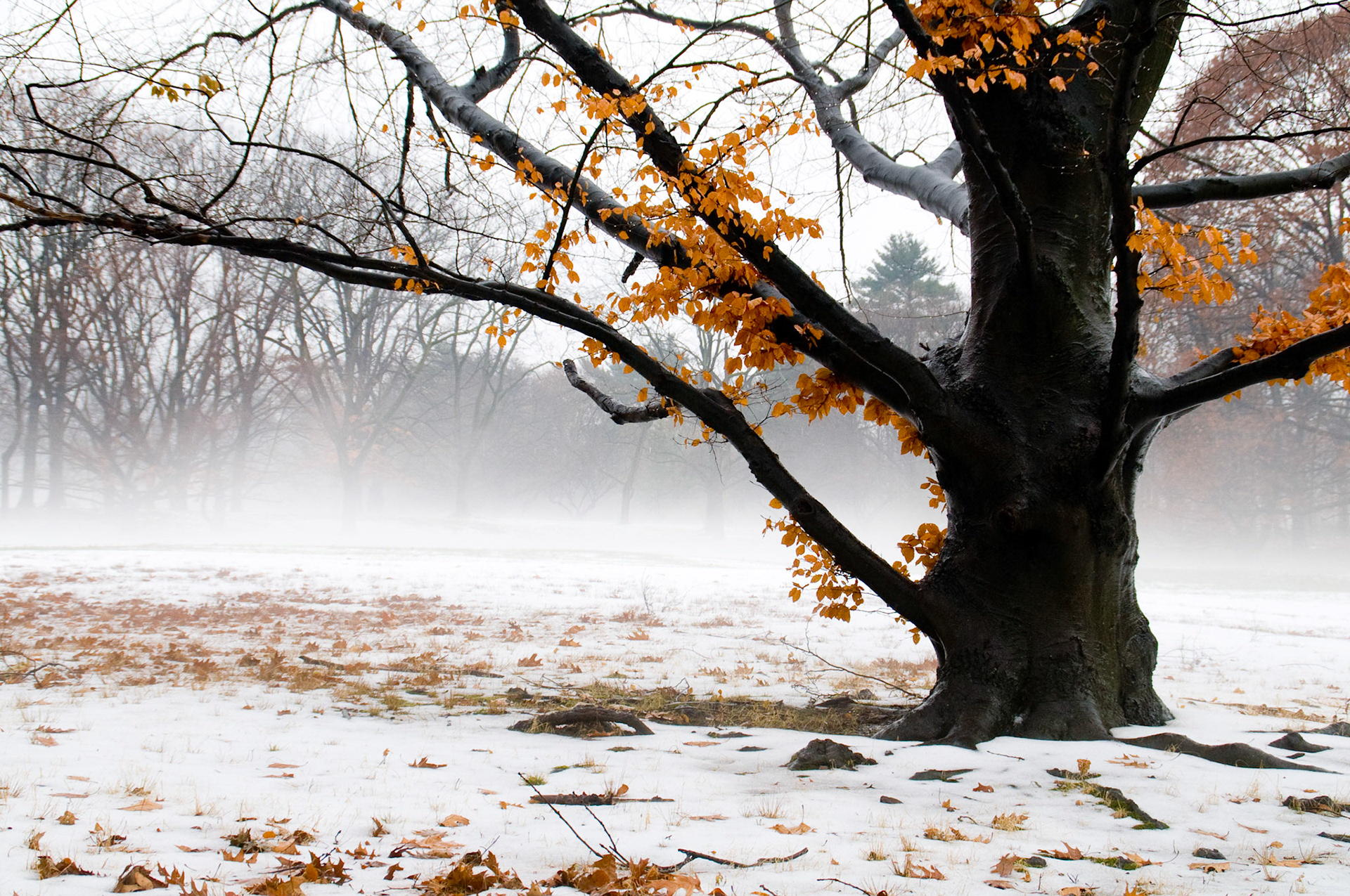 The tree that refused to believe it was winter