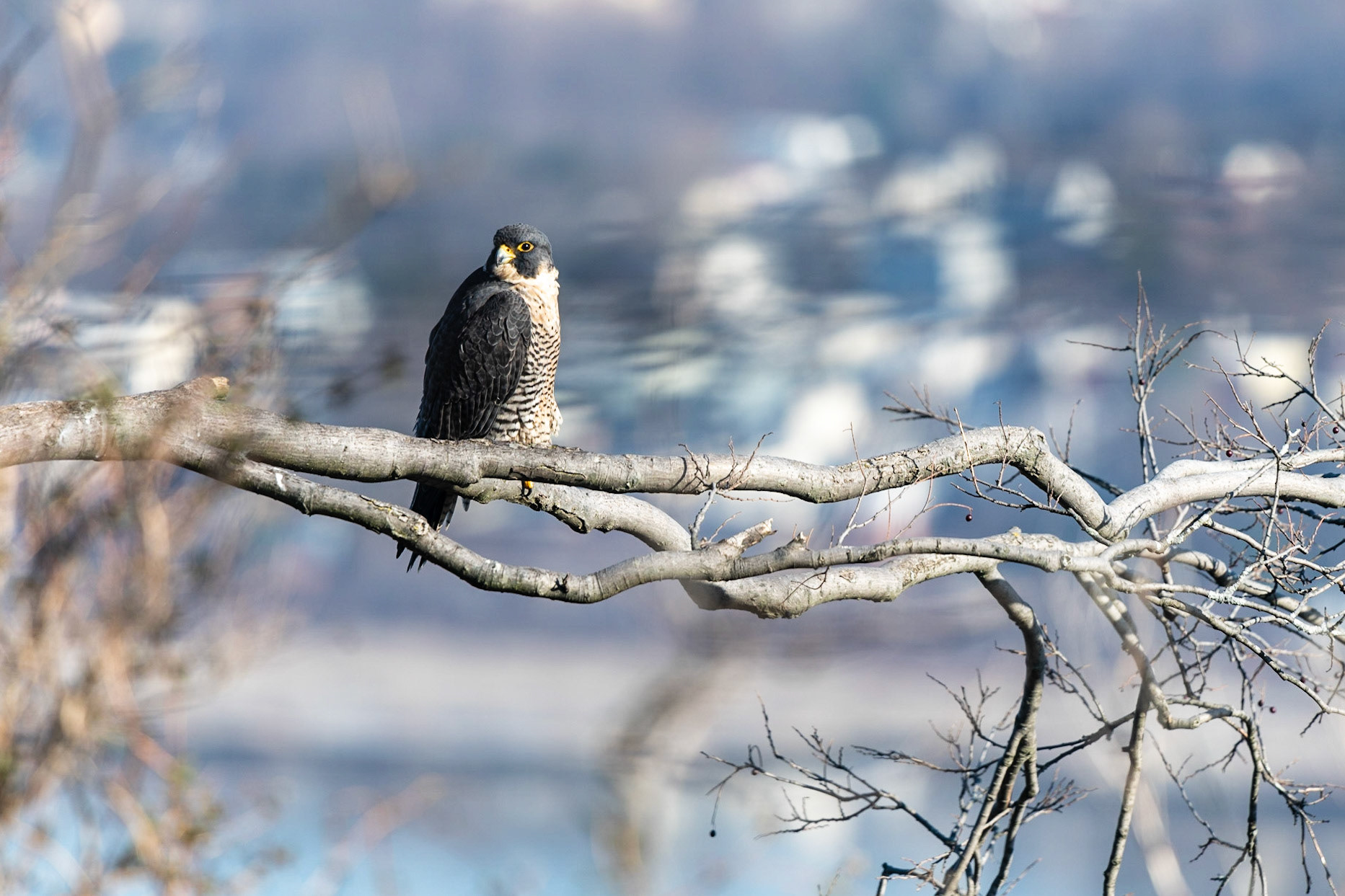 Falcon