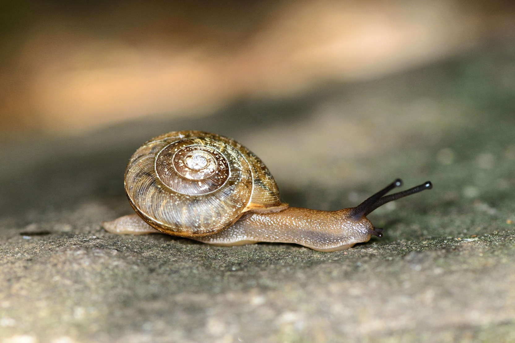 Slow and Steady