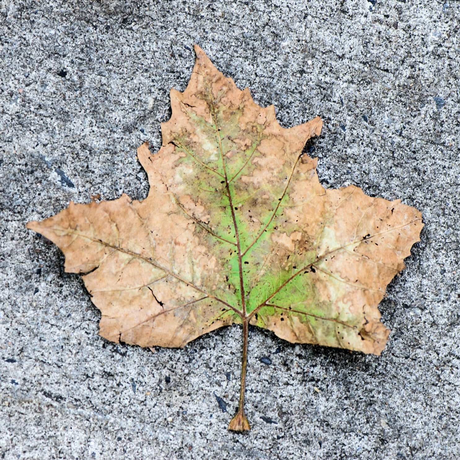 The Fallen