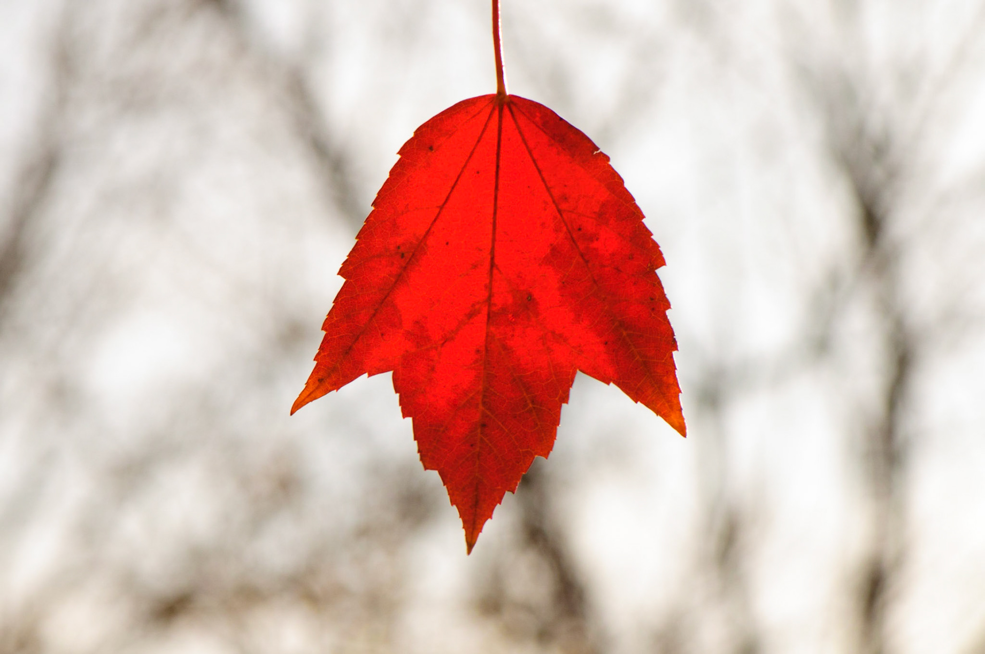 Red Meditations