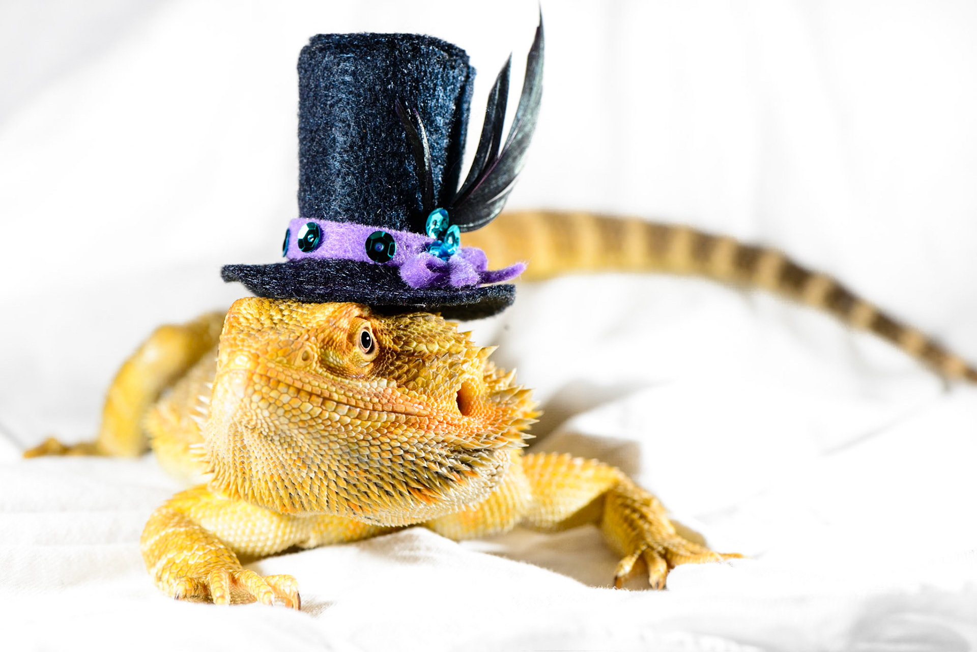 Rex's Pimp Hat
