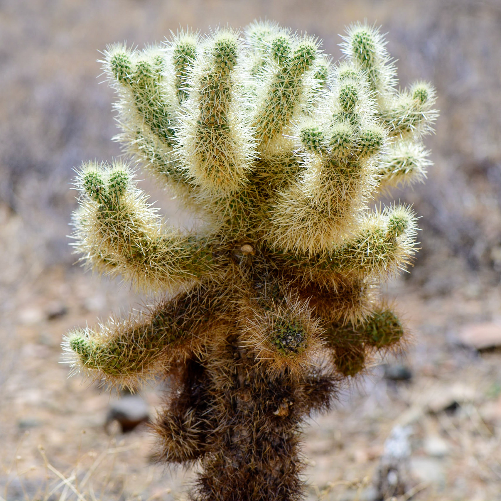 Bad Hair Day