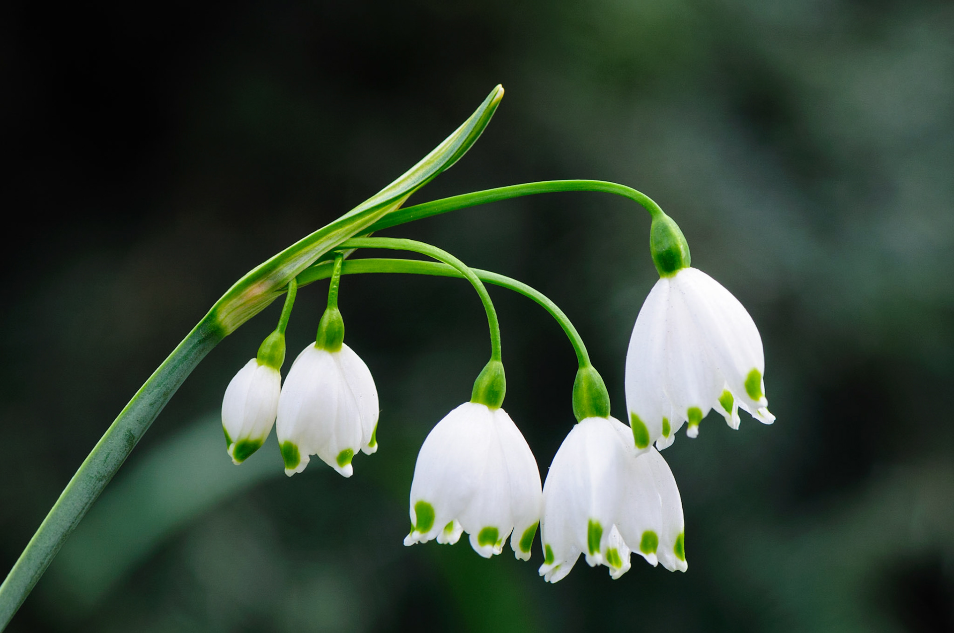 Bells