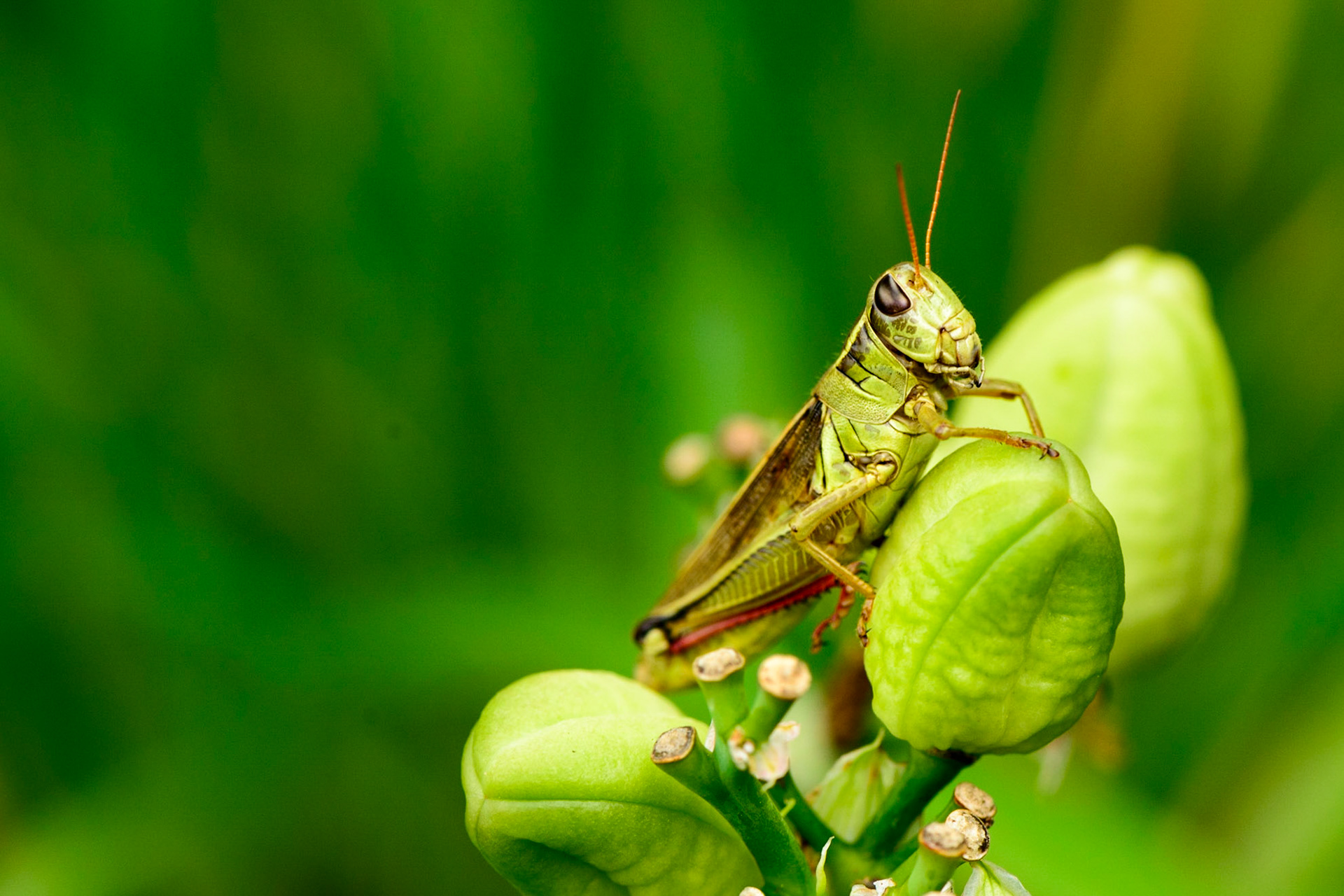 Hop