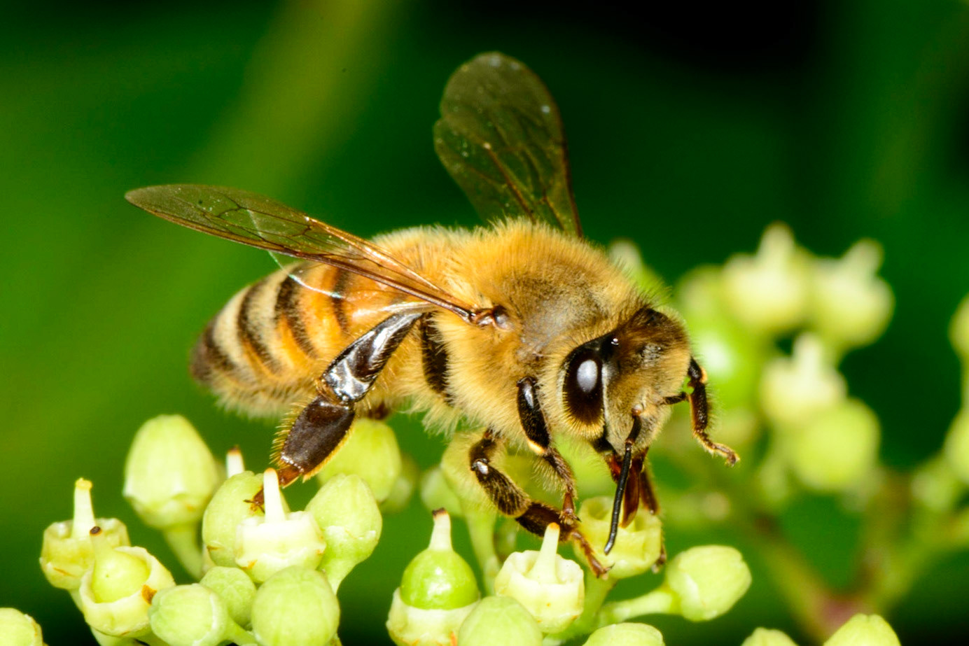 Honeymaker