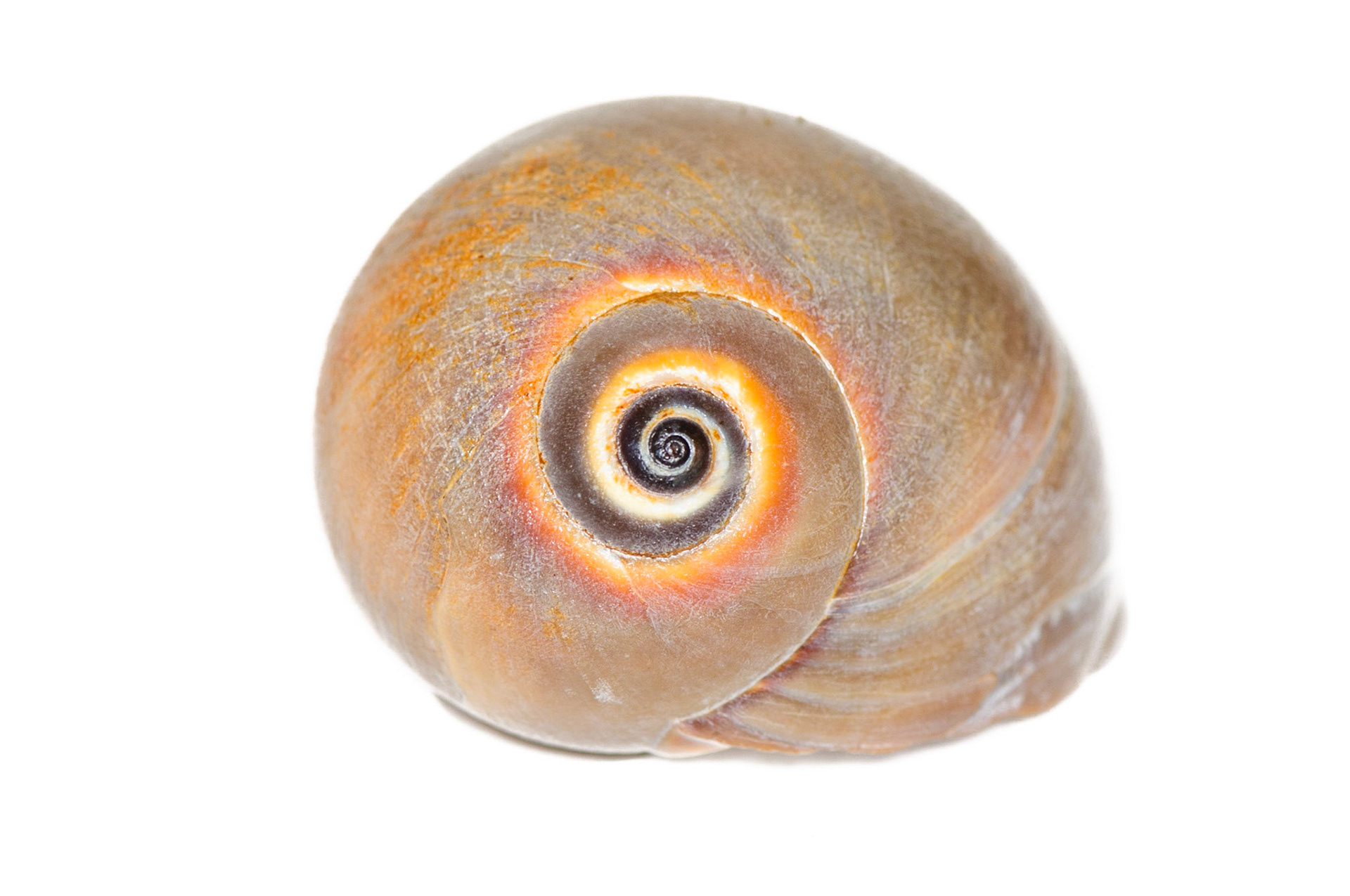 Golden Spiral