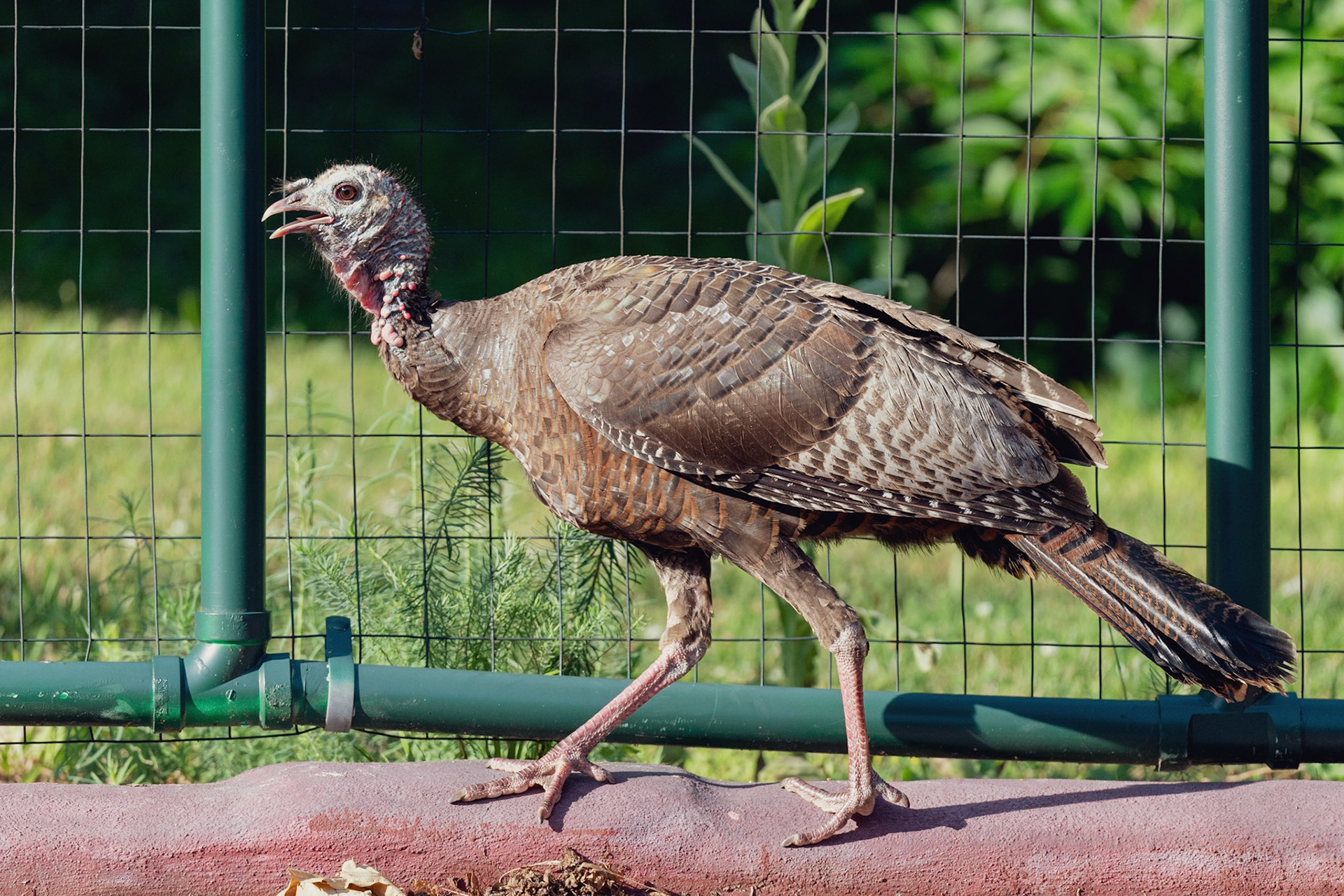 The Noble Turkey