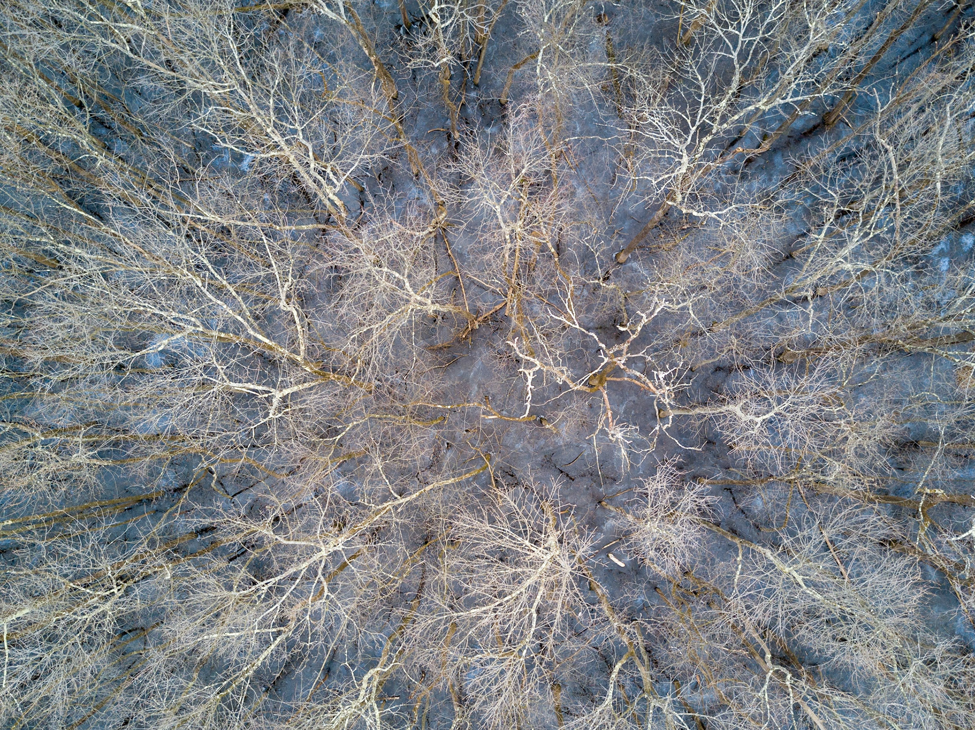 Frozen Swamp