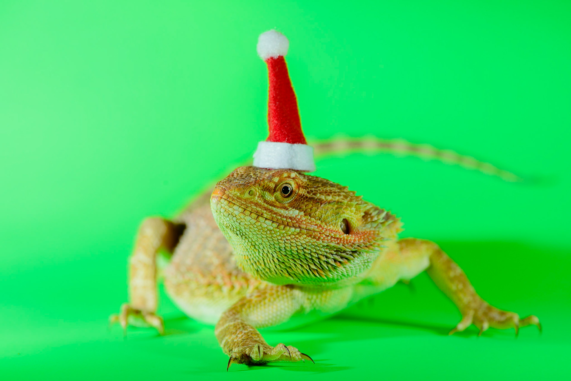 Beardie's First Christmas